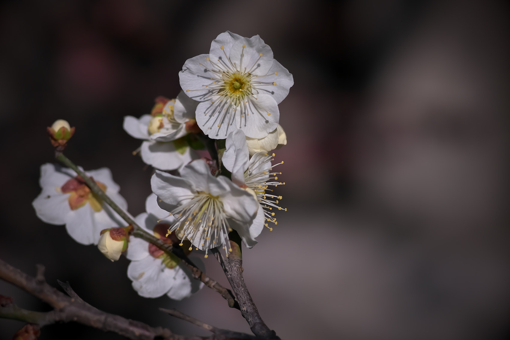 Sony a7 + 135mm F2.8[T4.5] STF sample photo. White plum photography