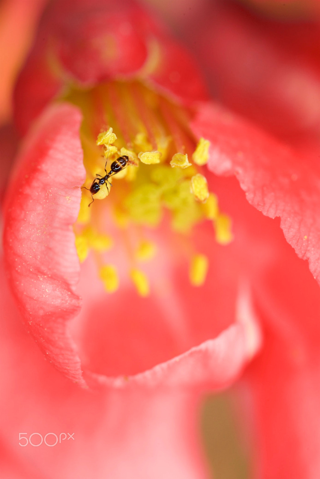 Canon EOS-1D X + Canon MP-E 65mm F2.5 1-5x Macro Photo sample photo. Pollen collector photography