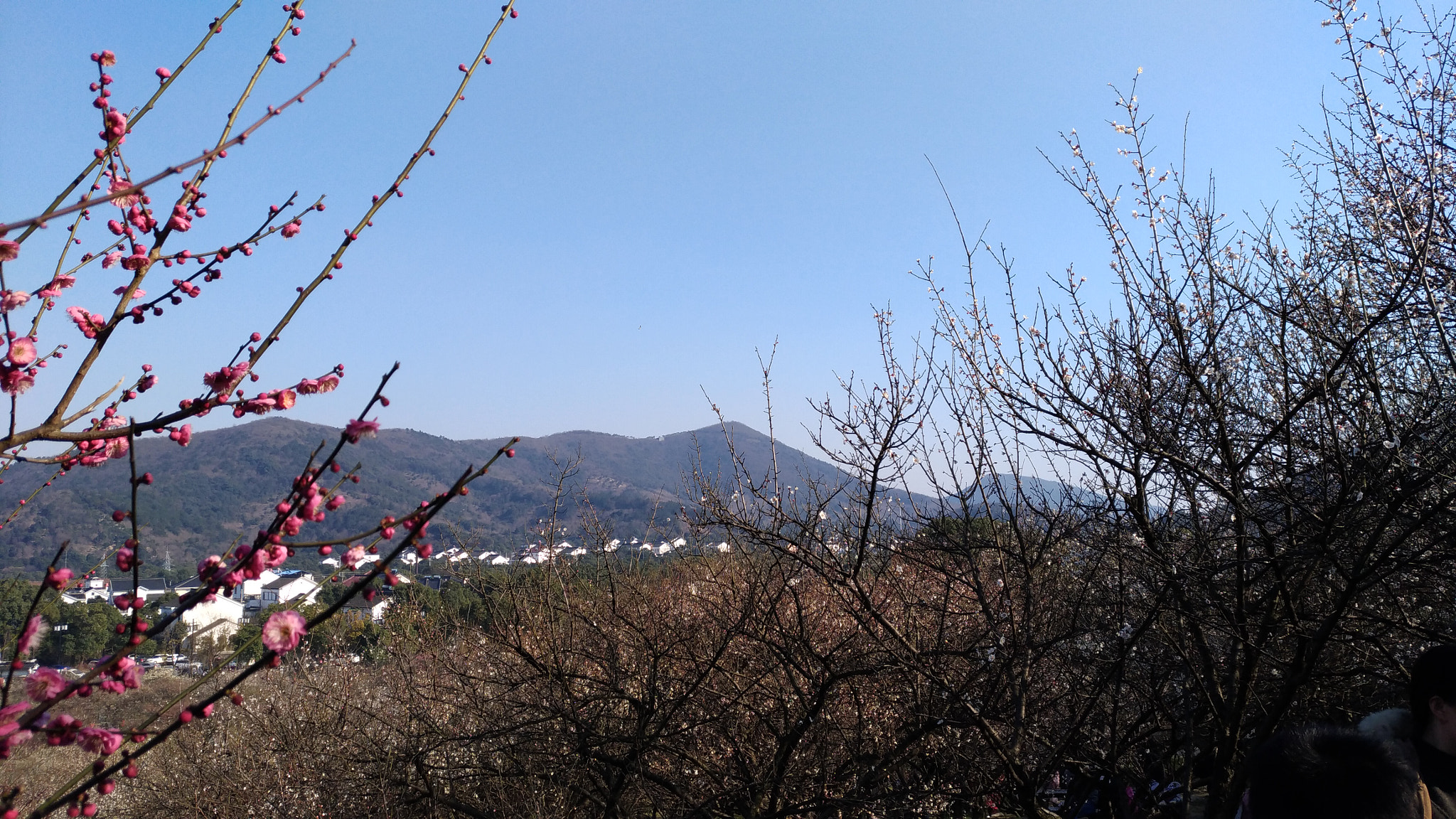 ASUS ZenFone 3 (ZE552KL) sample photo. Spring comes to the hill photography