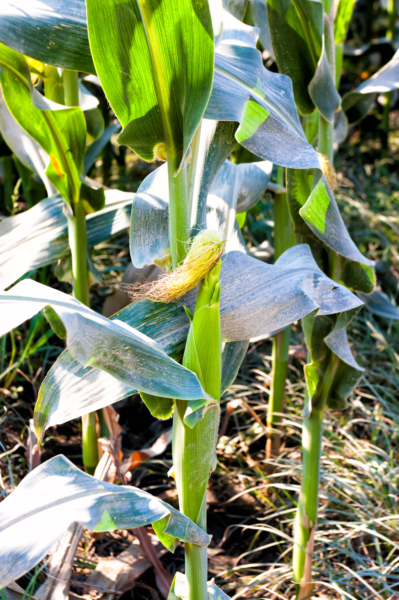 Canon EOS 50D + Canon EF 17-40mm F4L USM sample photo. Agricultural background life of natural corn farm photography