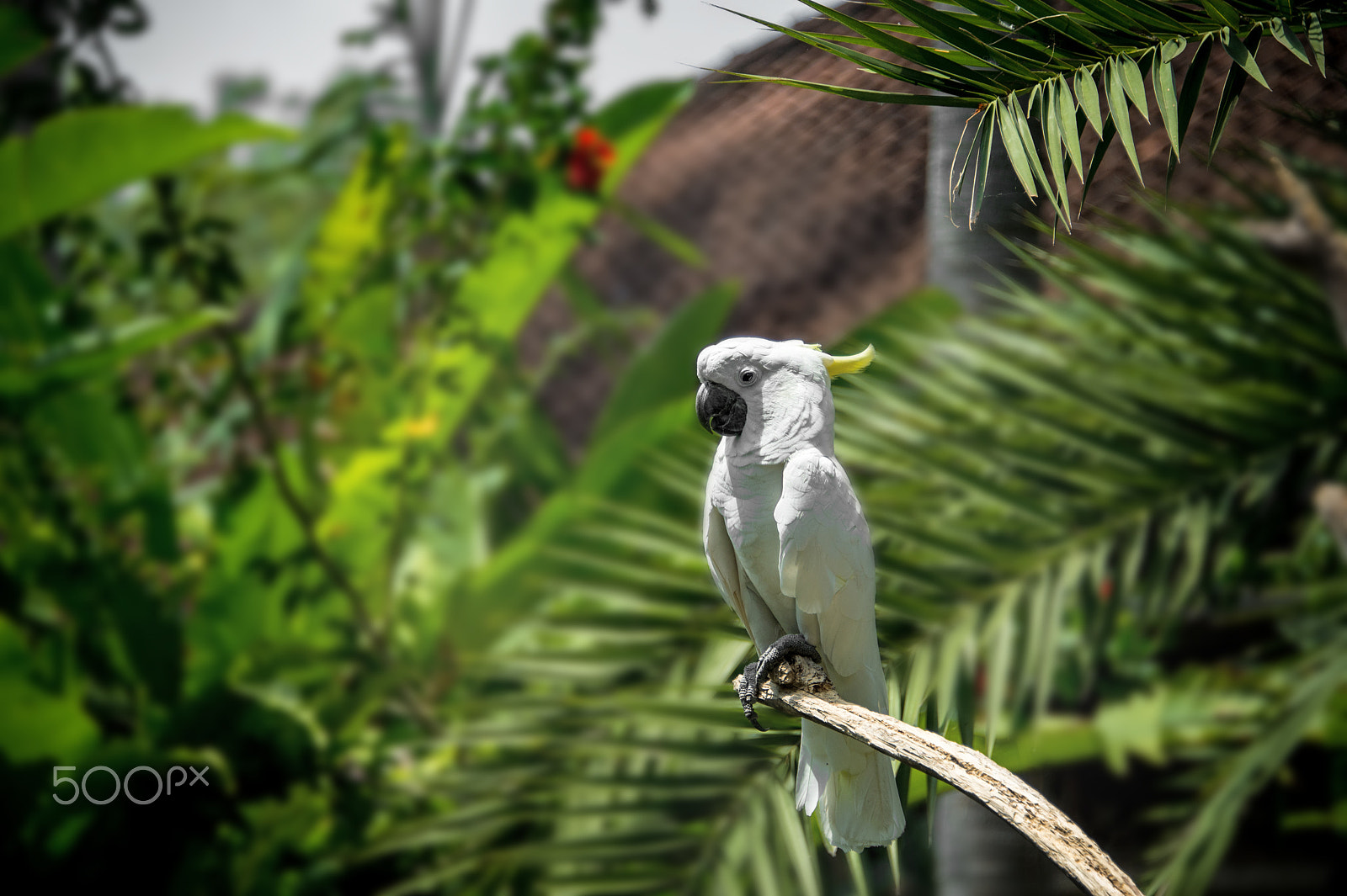 Nikon D4 sample photo. A large white cockatoo in the tropical green forest photography