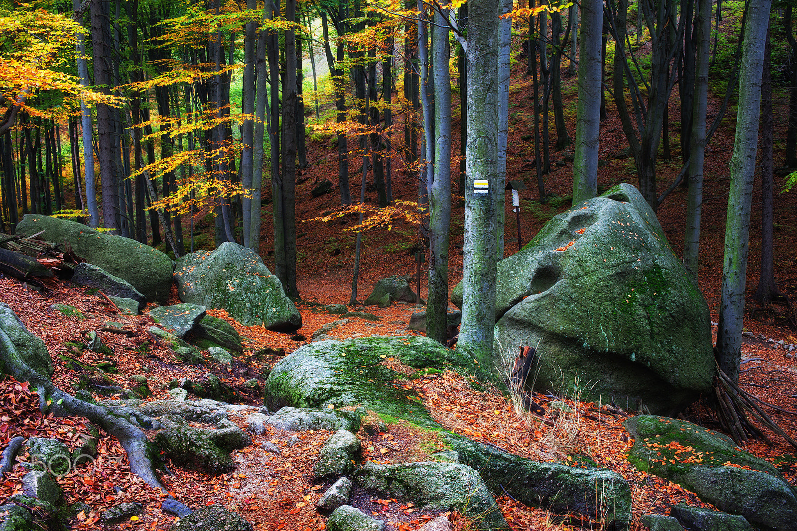 Canon EOS 5D Mark II + Canon EF 35mm F2 sample photo. Mushroom rock in autumn forest photography
