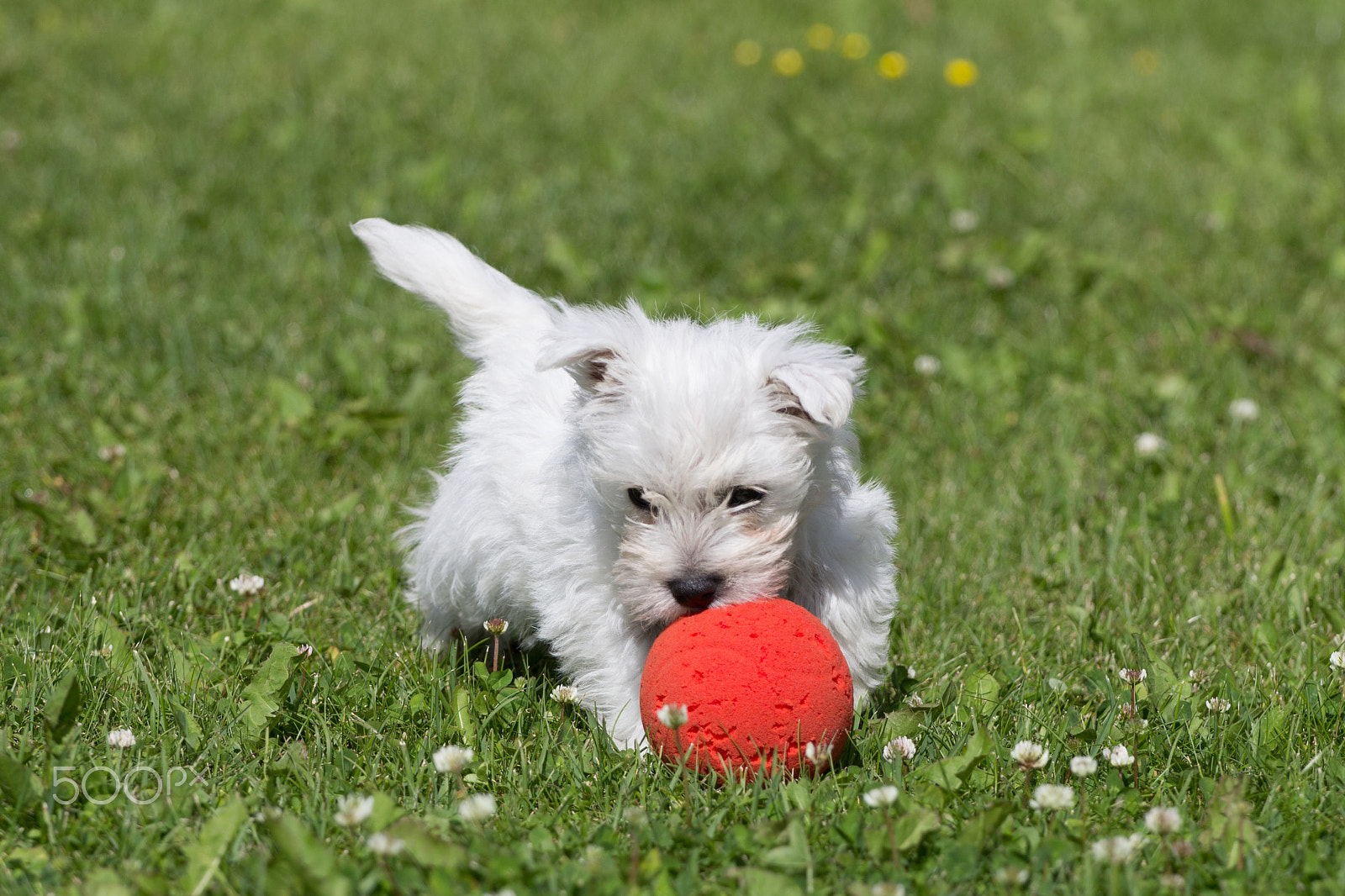 Canon EOS 60D + Canon EF 70-200mm F4L USM sample photo. Westie playing ball photography