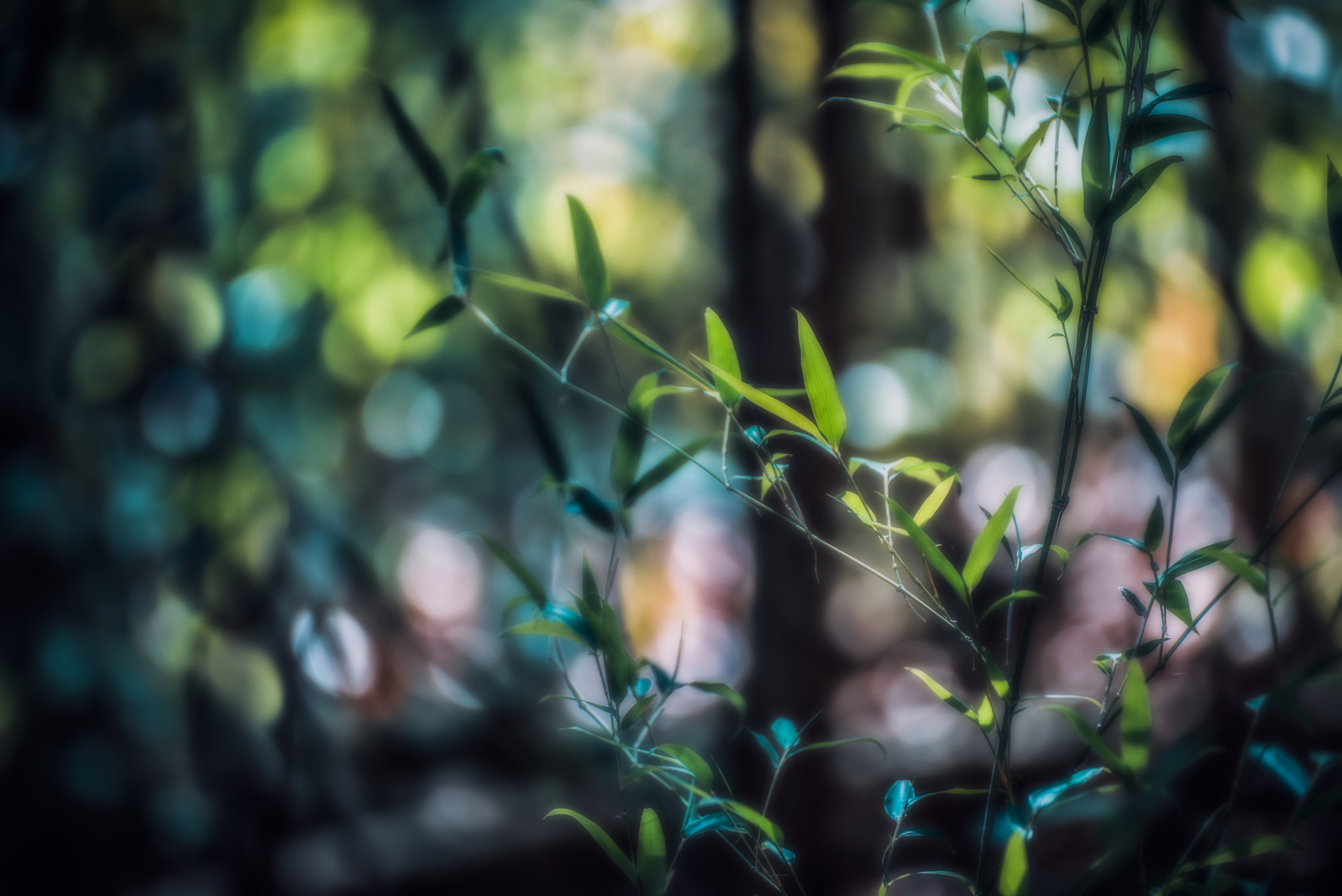 Nikon D810 sample photo. Bokeh photography