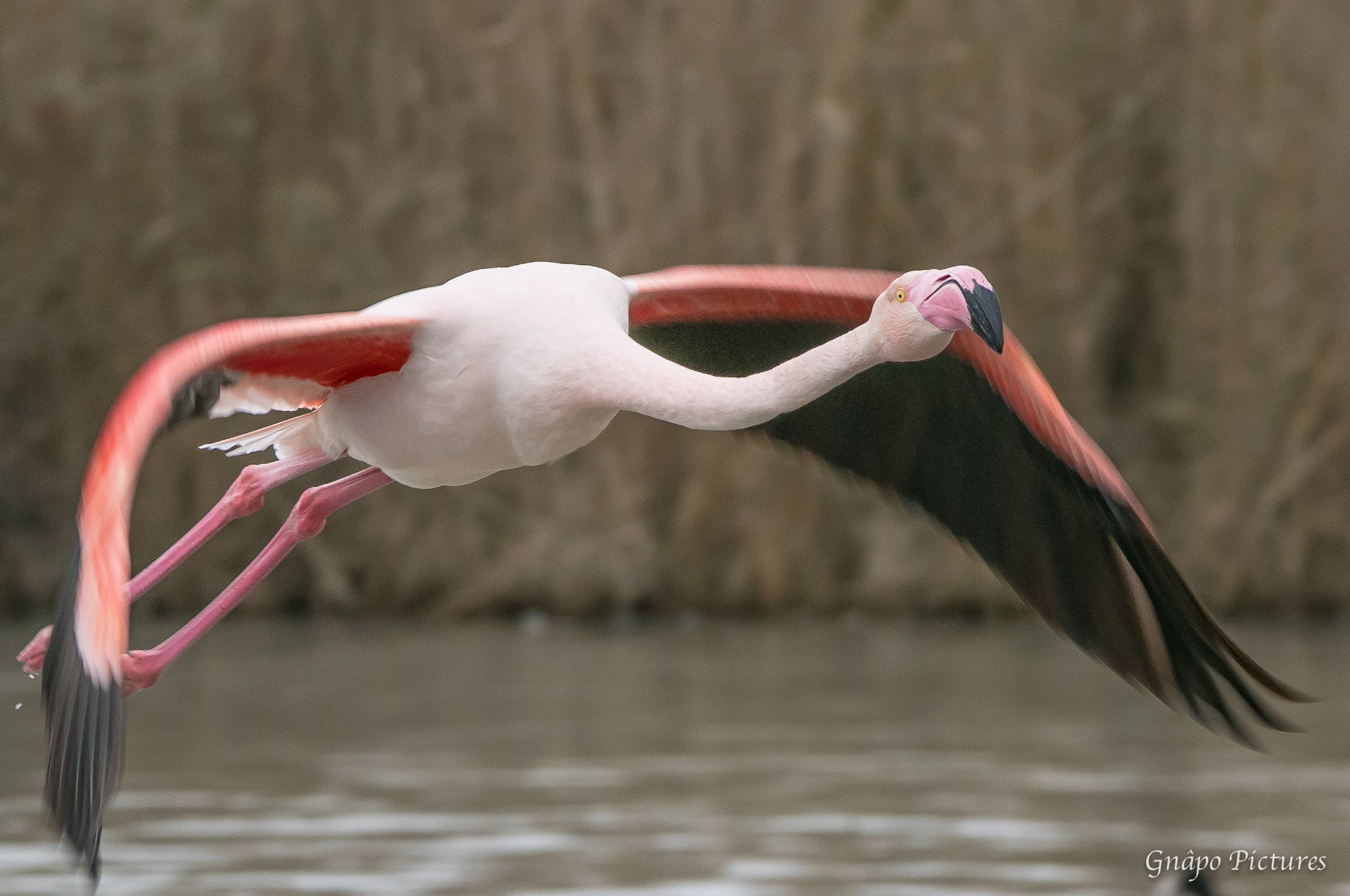 150-600mm F5-6.3 DG OS HSM | Contemporary 015 sample photo. Flamant rose (phoenicopterus roseus) à l'envol photography