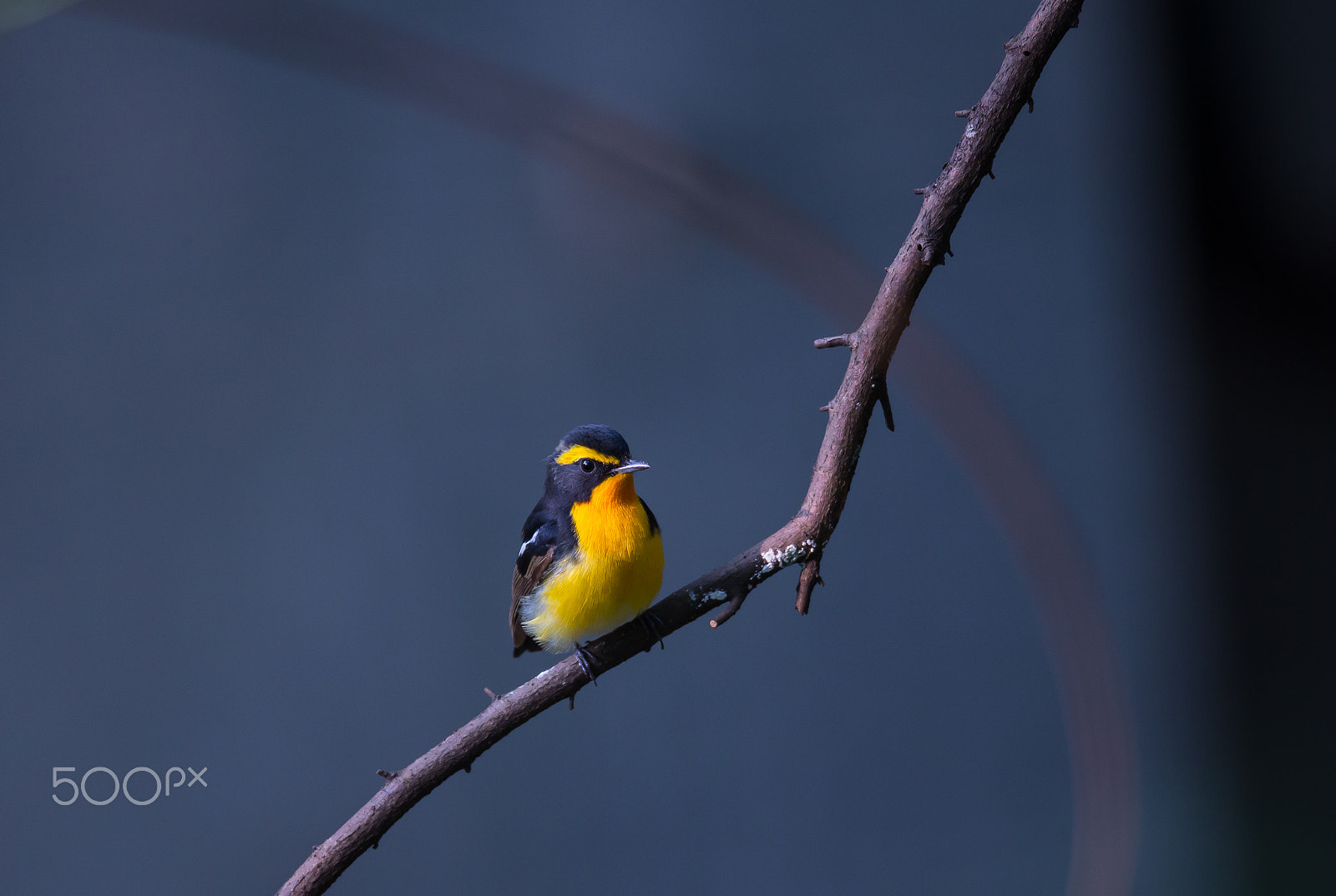 Canon EF 800mm F5.6L IS USM sample photo. Rest on the tree(narcissus flycatcher) photography