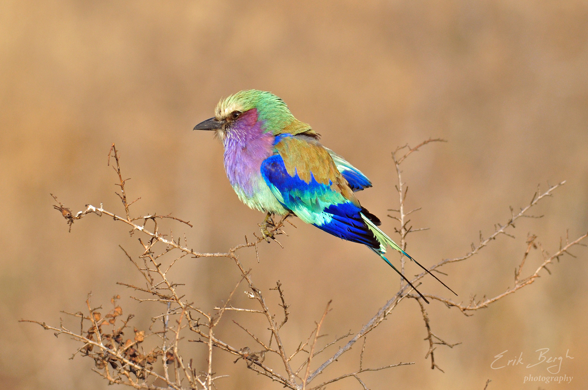 Sigma 150-500mm F5-6.3 DG OS HSM sample photo. Lilac-brested roller, kruger national park photography