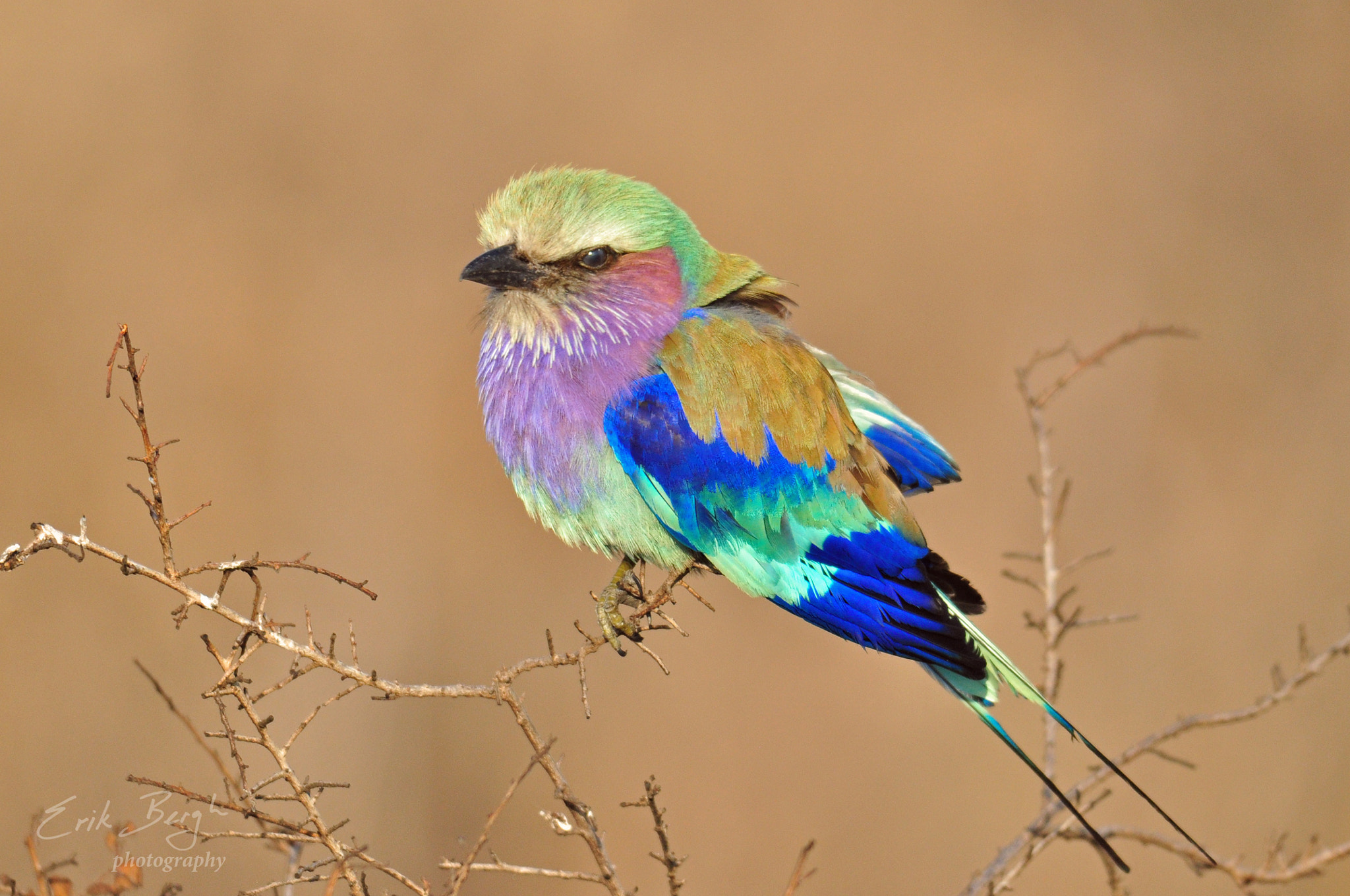 Nikon D5000 + Sigma 150-500mm F5-6.3 DG OS HSM sample photo. Lilac-brested roller photography