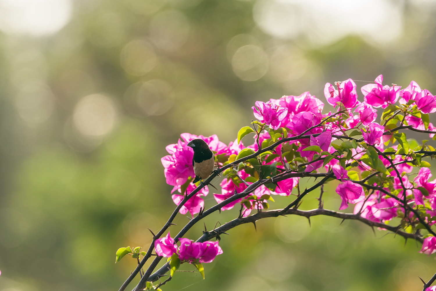 Sony 70-400mm F4-5.6 G SSM sample photo. White-rumped munia photography