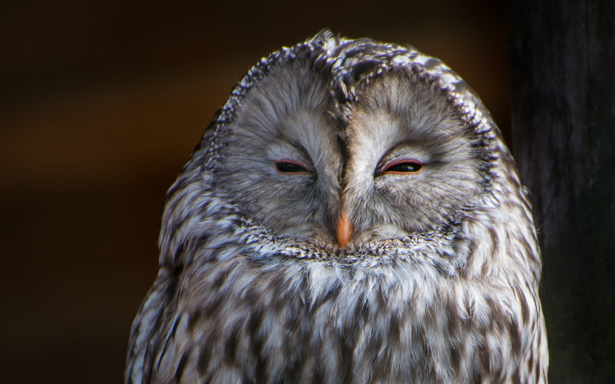 Nikon D800 sample photo. Brown owl photography