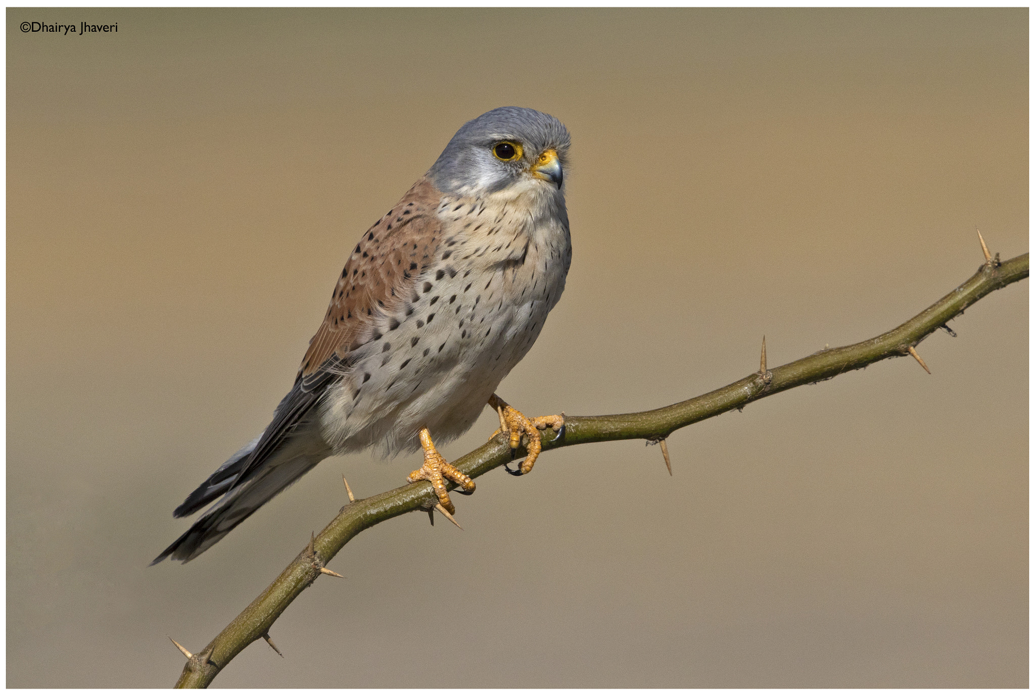 Canon EF 500mm F4L IS II USM sample photo. Wild common kestrel photography