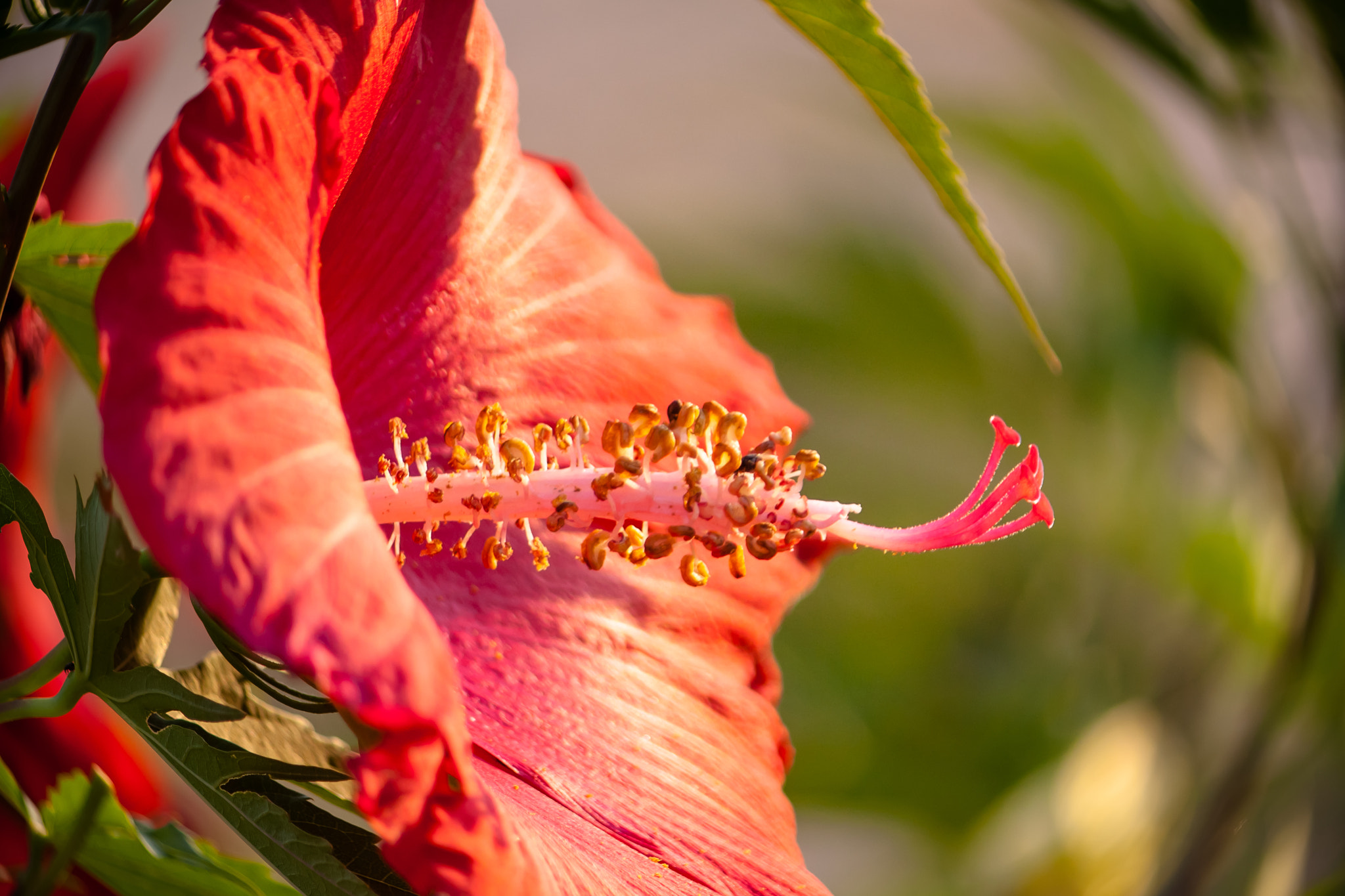 Canon EF-S 55-250mm F4-5.6 IS sample photo. Rearranged photography