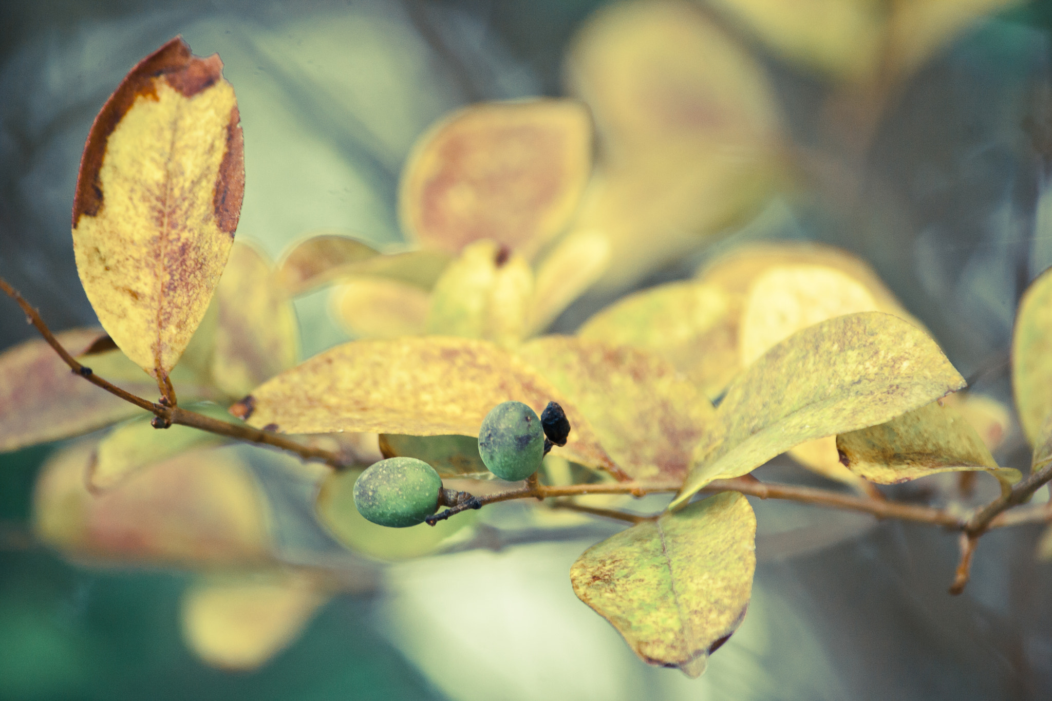 Canon EF-S 55-250mm F4-5.6 IS sample photo. Muted fall photography