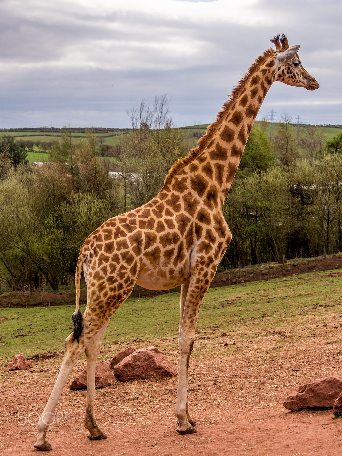 Olympus OM-D E-M5 sample photo. Giraffe enjoying a walk around photography