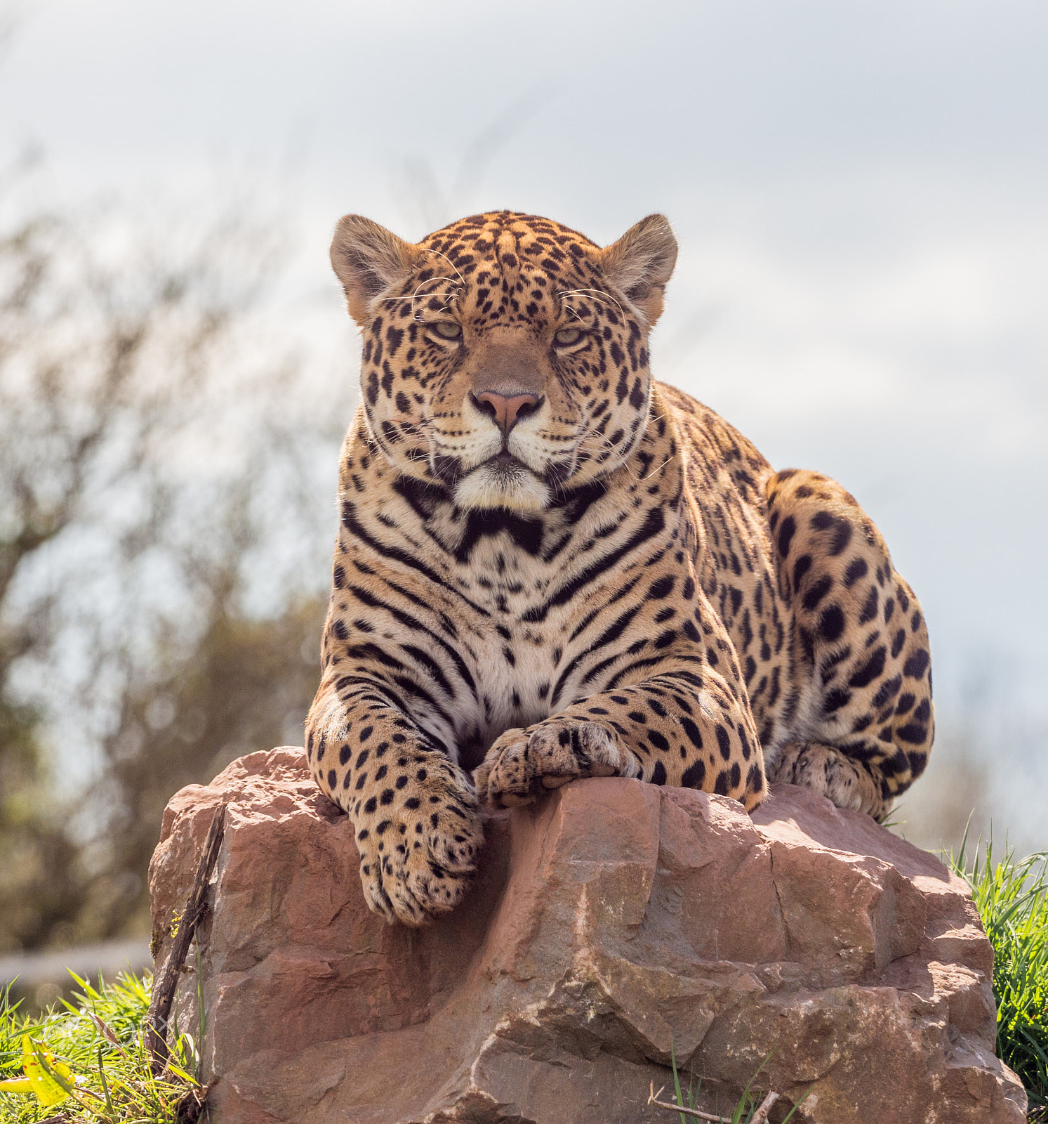 Olympus OM-D E-M5 + Olympus M.Zuiko Digital ED 40-150mm F2.8 Pro sample photo. Leopard keeping an eye on its surroundings photography