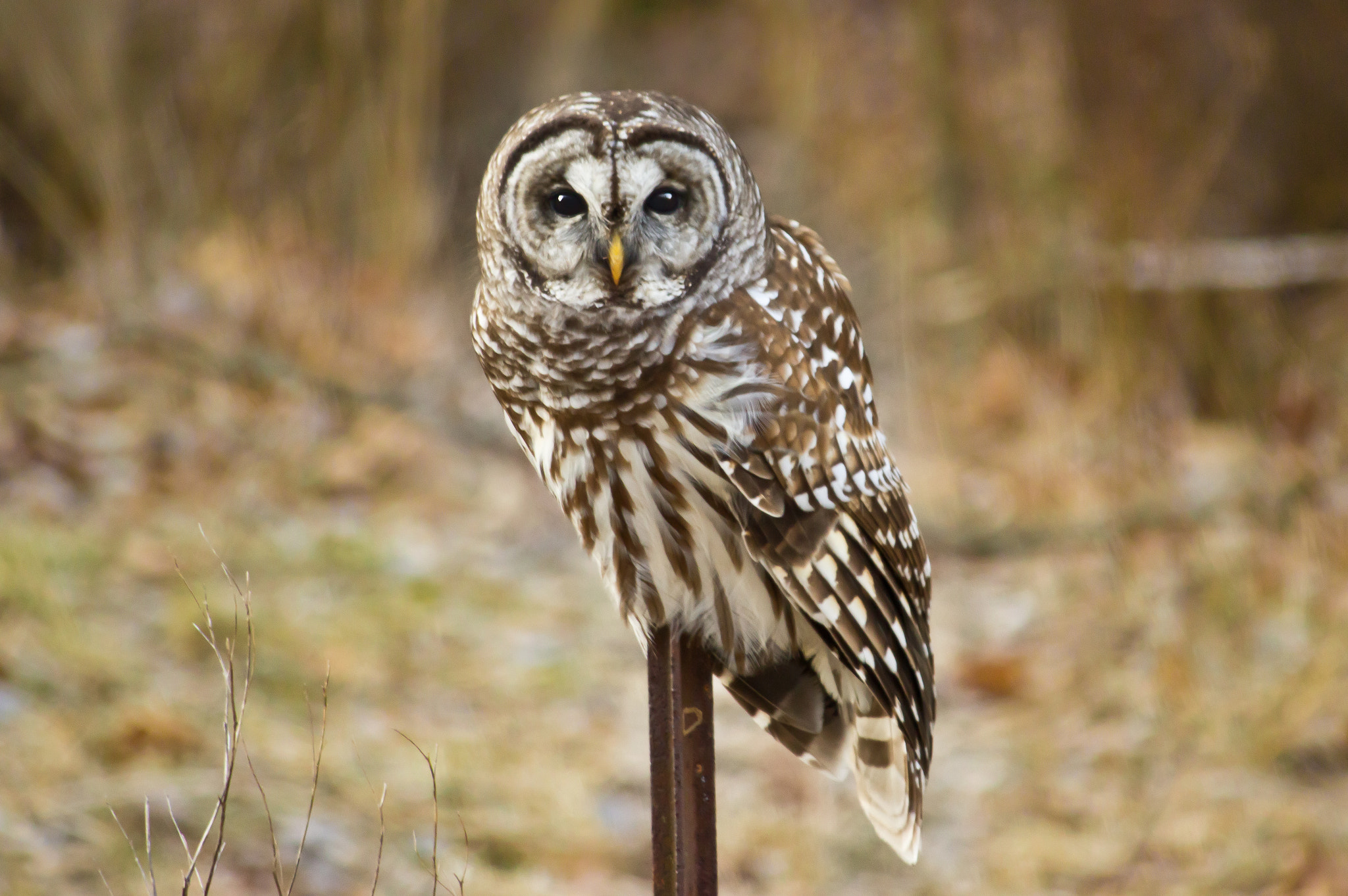 Canon EF-S 55-250mm F4-5.6 IS sample photo. Barred owl photography