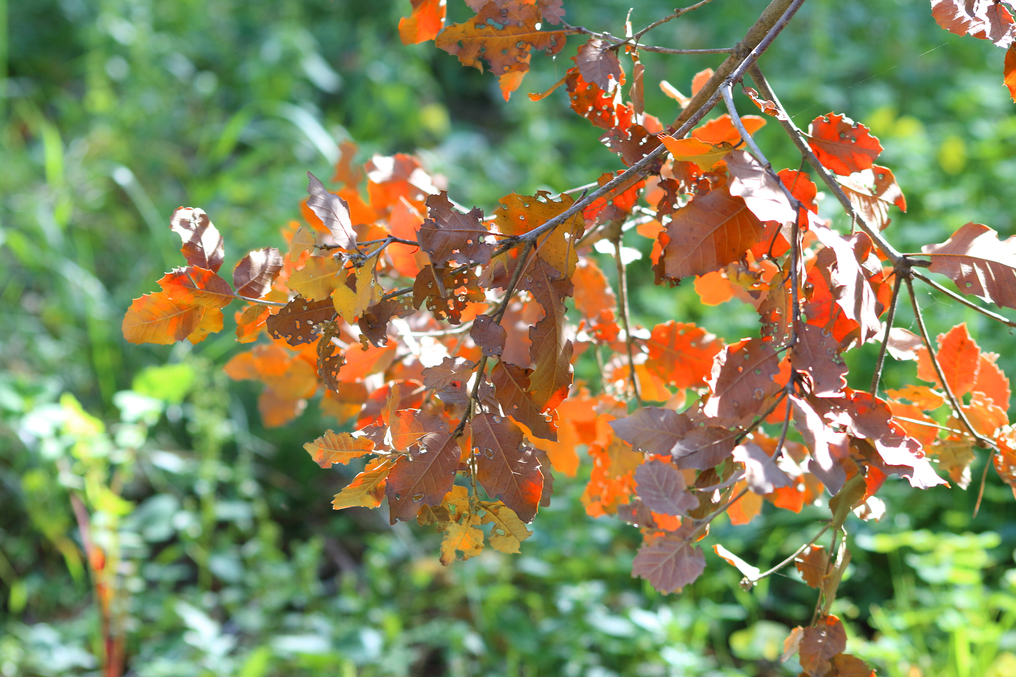 Canon EOS 1300D (EOS Rebel T6 / EOS Kiss X80) sample photo. Tired leaves photography