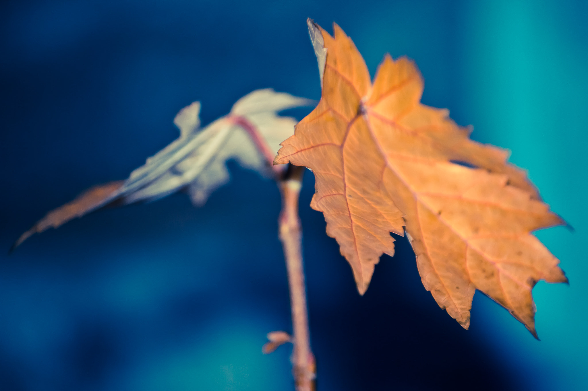 Canon EF-S 55-250mm F4-5.6 IS sample photo. Blue orange photography
