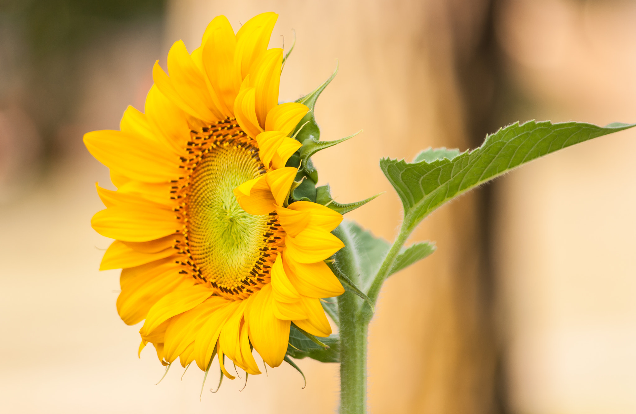 Canon EF-S 55-250mm F4-5.6 IS sample photo. Sunflower photography