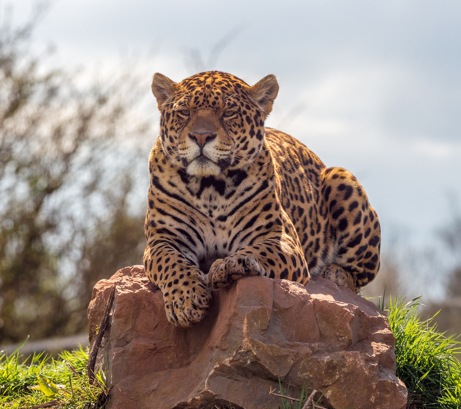 Olympus OM-D E-M5 + Olympus M.Zuiko Digital ED 40-150mm F2.8 Pro sample photo. Leopard keeping an eye on its surroundings photography