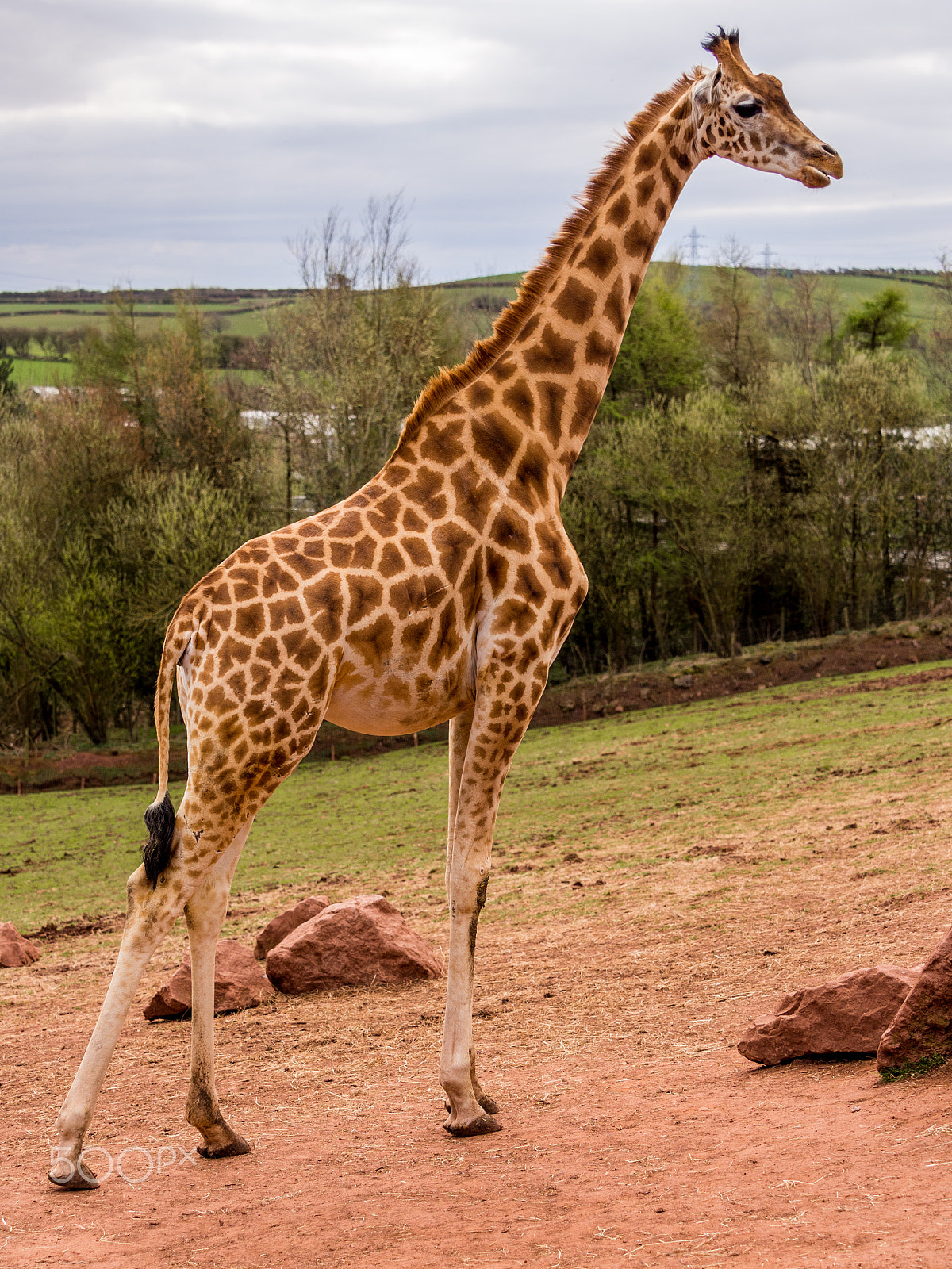 Olympus OM-D E-M5 + Olympus M.Zuiko Digital ED 40-150mm F2.8 Pro sample photo. Giraffe enjoying a walk around photography