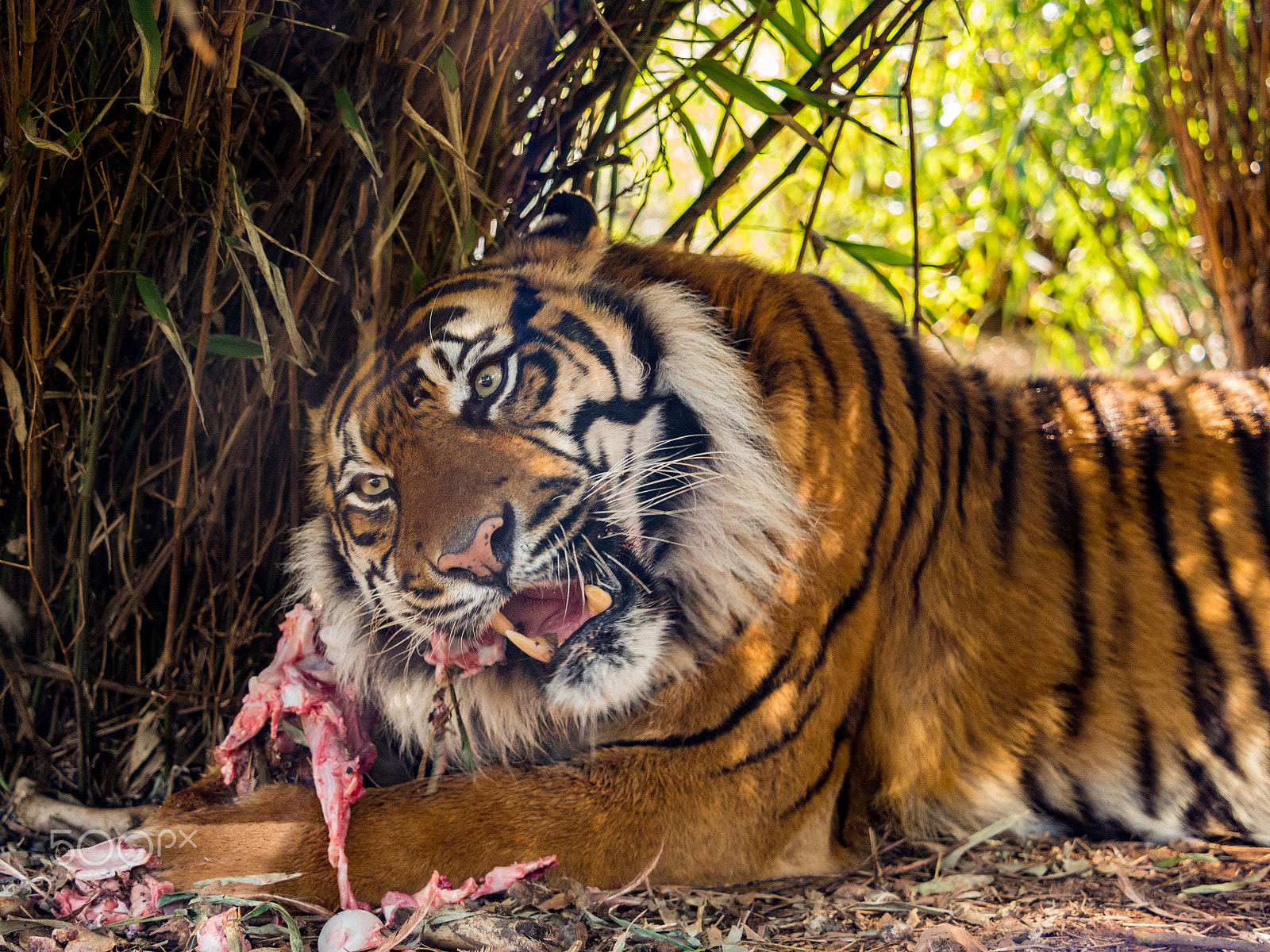 Olympus OM-D E-M5 + Olympus M.Zuiko Digital ED 40-150mm F2.8 Pro sample photo. Tiger enjoying a hearty meal of raw meat photography