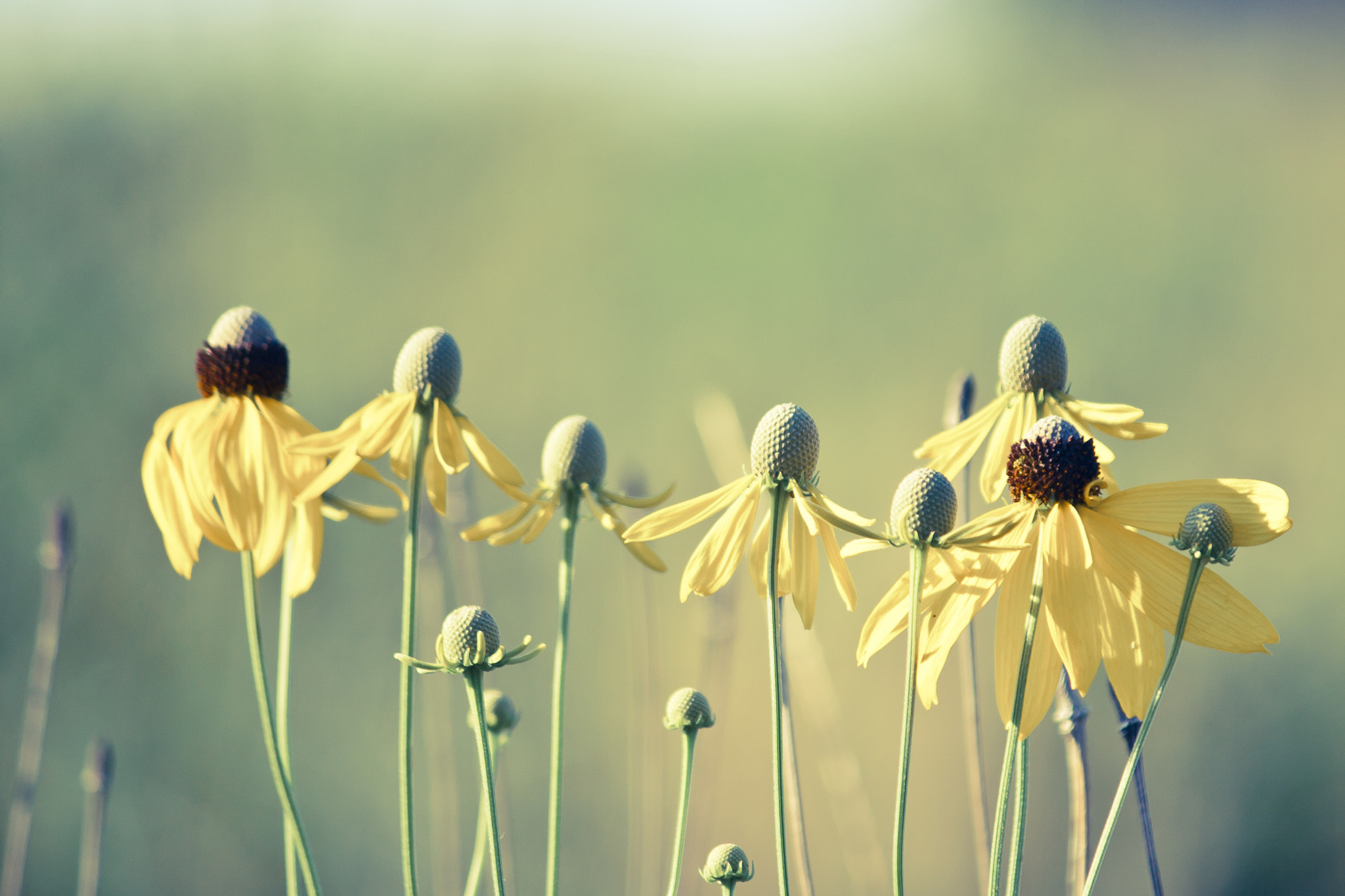 Canon EF-S 55-250mm F4-5.6 IS sample photo. Ratibida pinnata photography