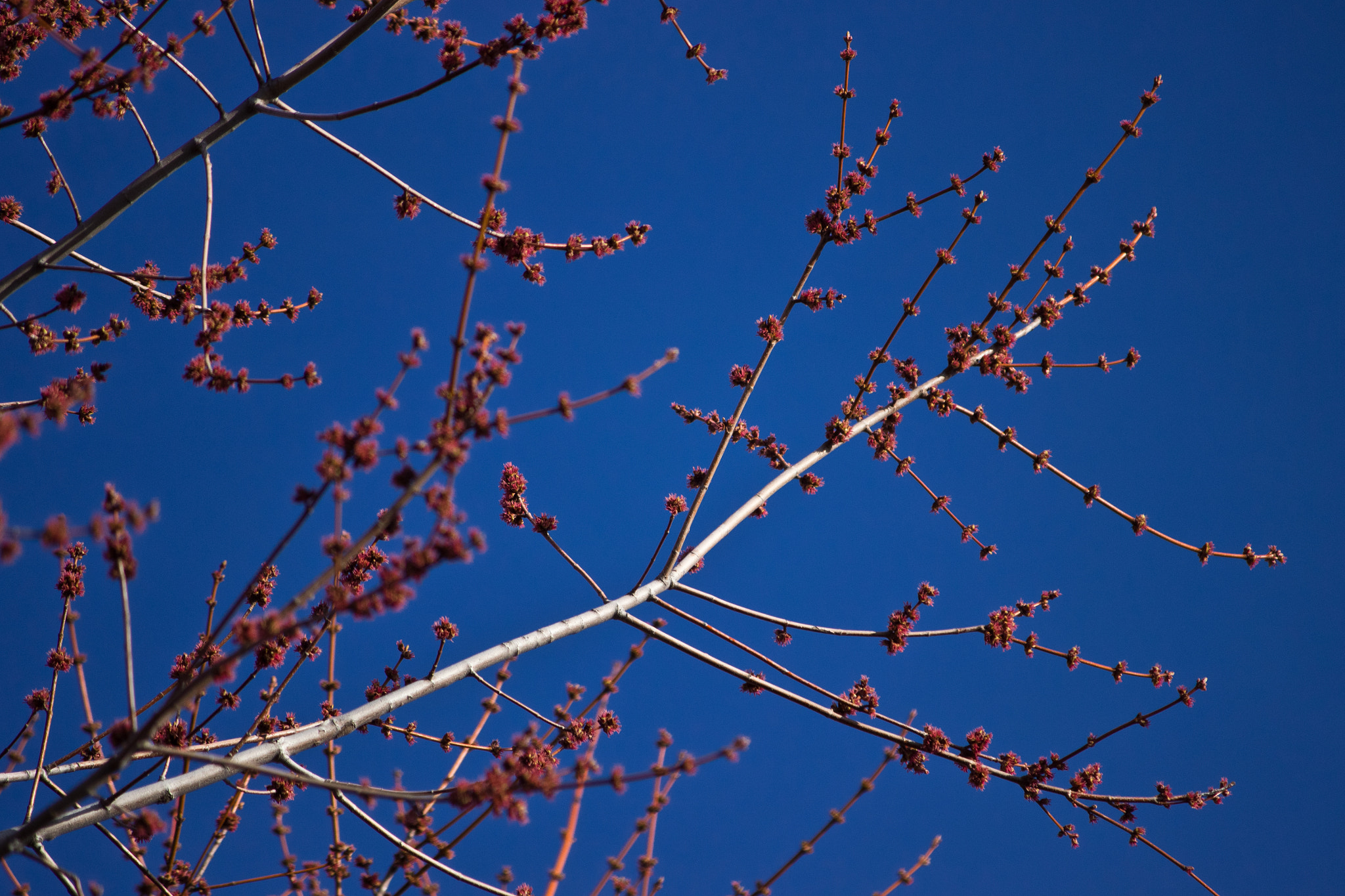 Canon EF-S 55-250mm F4-5.6 IS sample photo. Budding branches in the sky photography