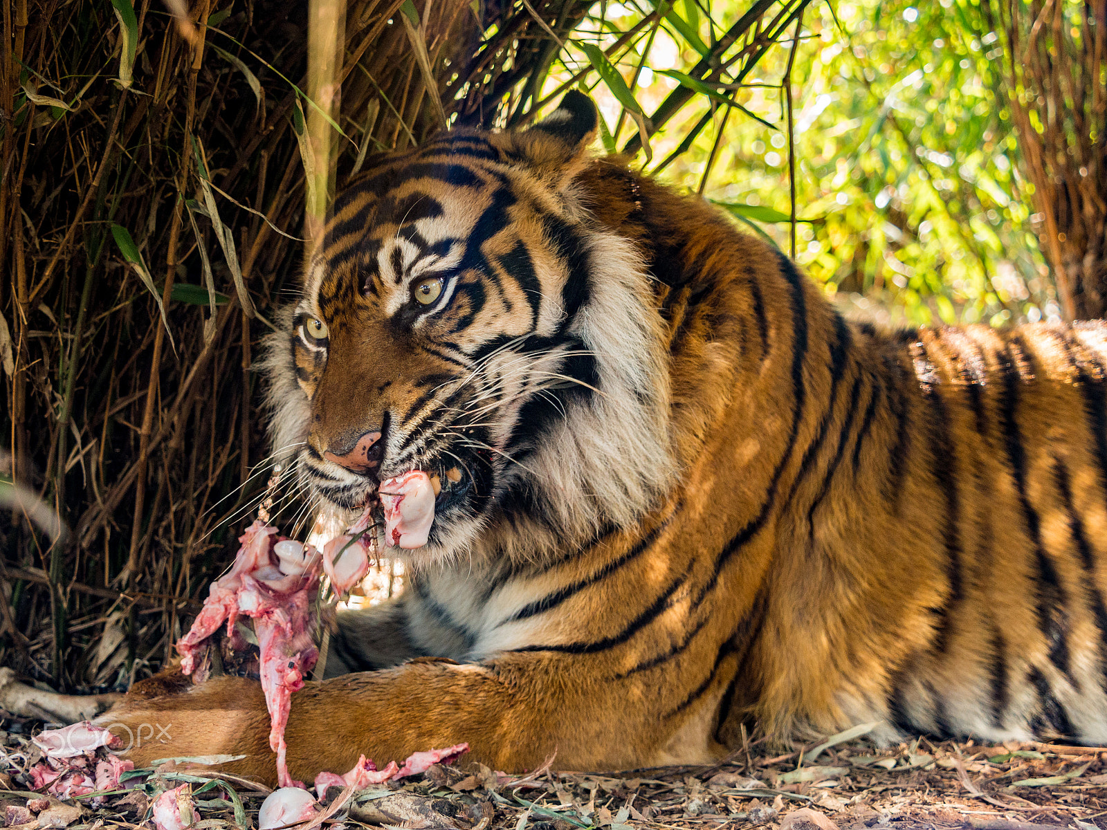 Olympus OM-D E-M5 + Olympus M.Zuiko Digital ED 40-150mm F2.8 Pro sample photo. Tiger enjoying a hearty meal of raw meat photography