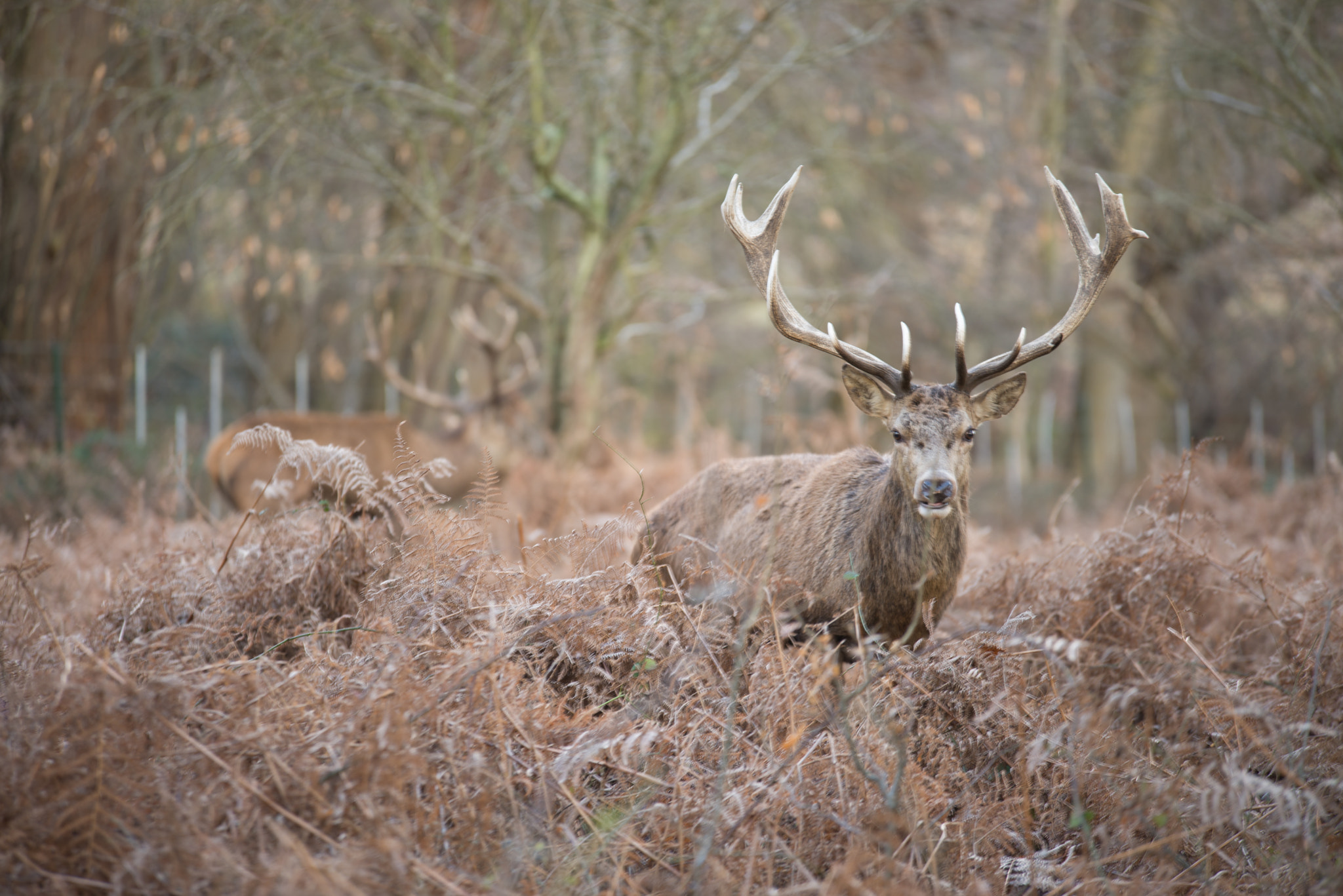 Nikon D610 + Sigma 70-200mm F2.8 EX DG OS HSM sample photo. Deer in richmond park photography