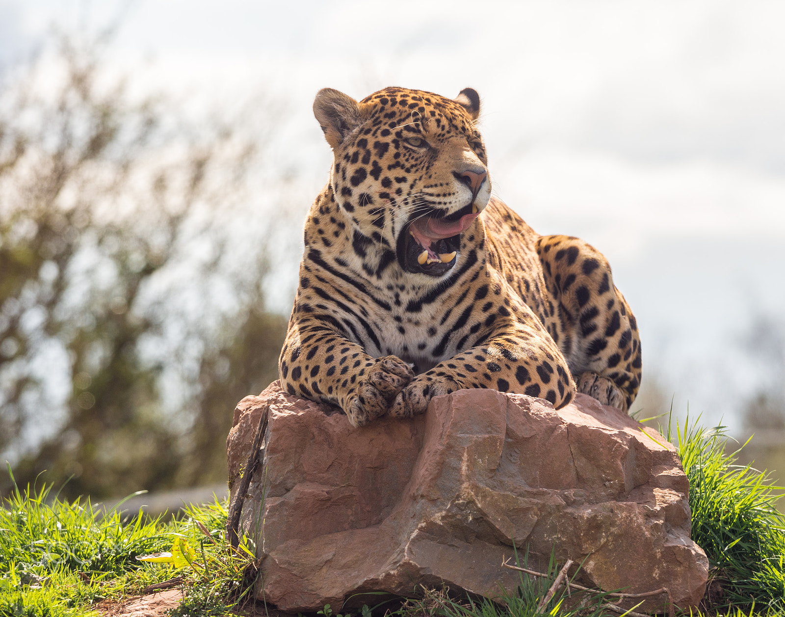 Olympus OM-D E-M5 + Olympus M.Zuiko Digital ED 40-150mm F2.8 Pro sample photo. Leopard keeping an eye on its surroundings photography