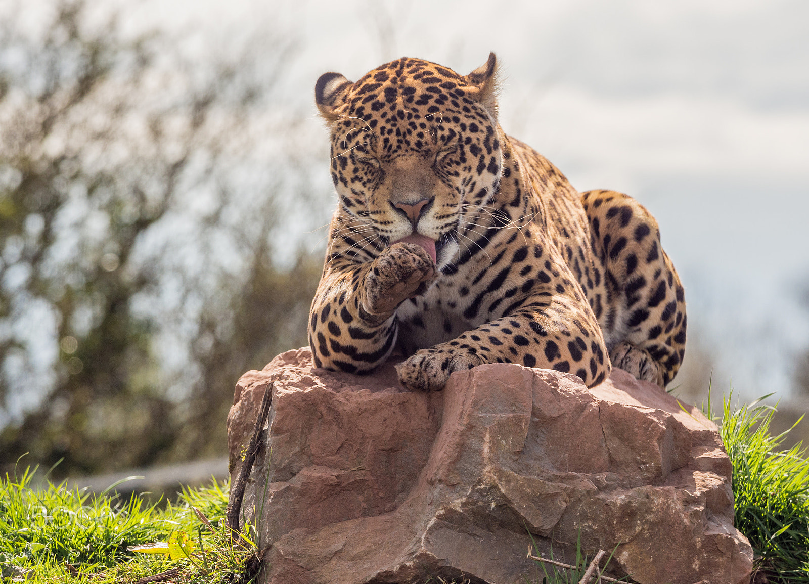 Olympus OM-D E-M5 sample photo. Leopard keeping an eye on its surroundings photography