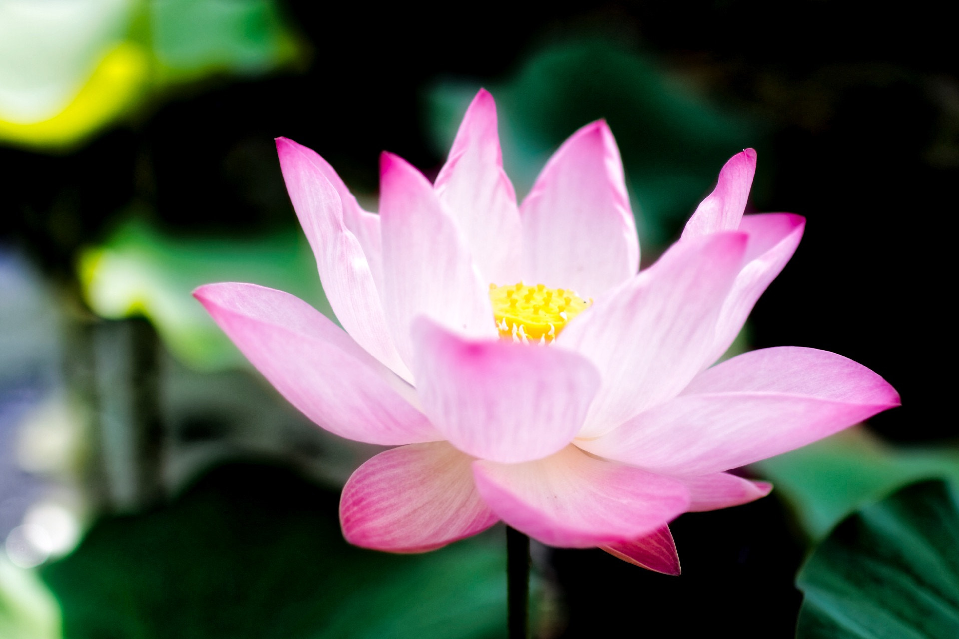 Canon EOS 40D + Canon EF 35mm F1.4L USM sample photo. Lotus photography