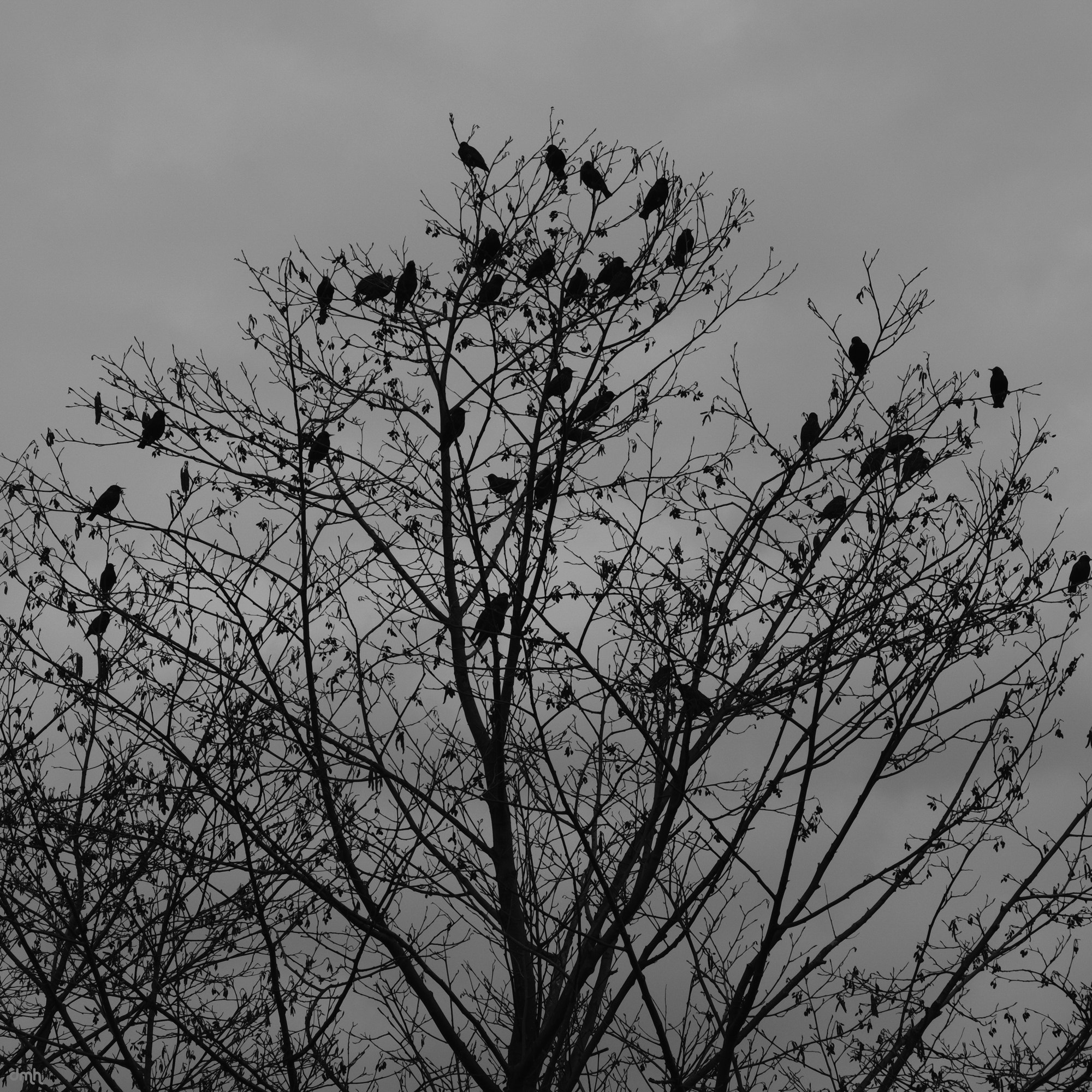 Fujifilm X-T2 + Fujifilm XF 18-135mm F3.5-5.6 R LM OIS WR sample photo. Birds ii photography