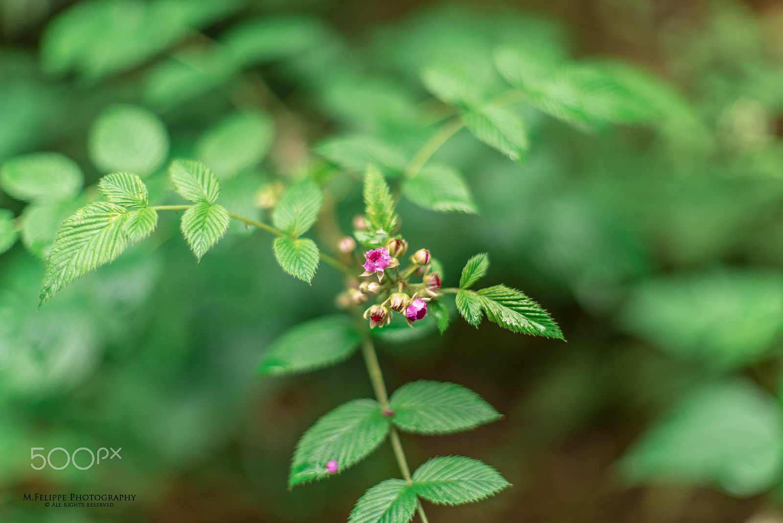 Sony a7S II + Sony DT 50mm F1.8 SAM sample photo. Wild raspberry blossom photography