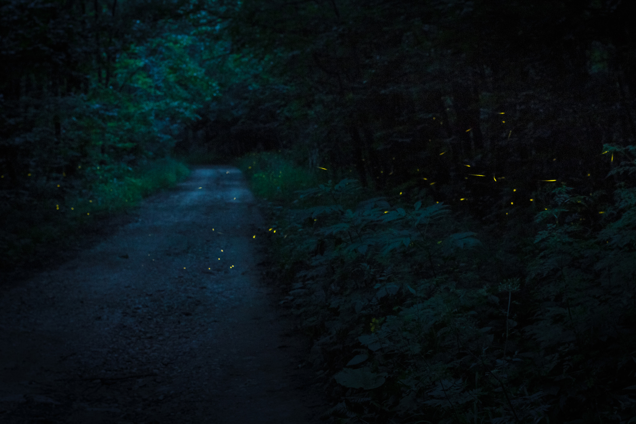 Canon EOS 70D sample photo. Forest lanterns photography