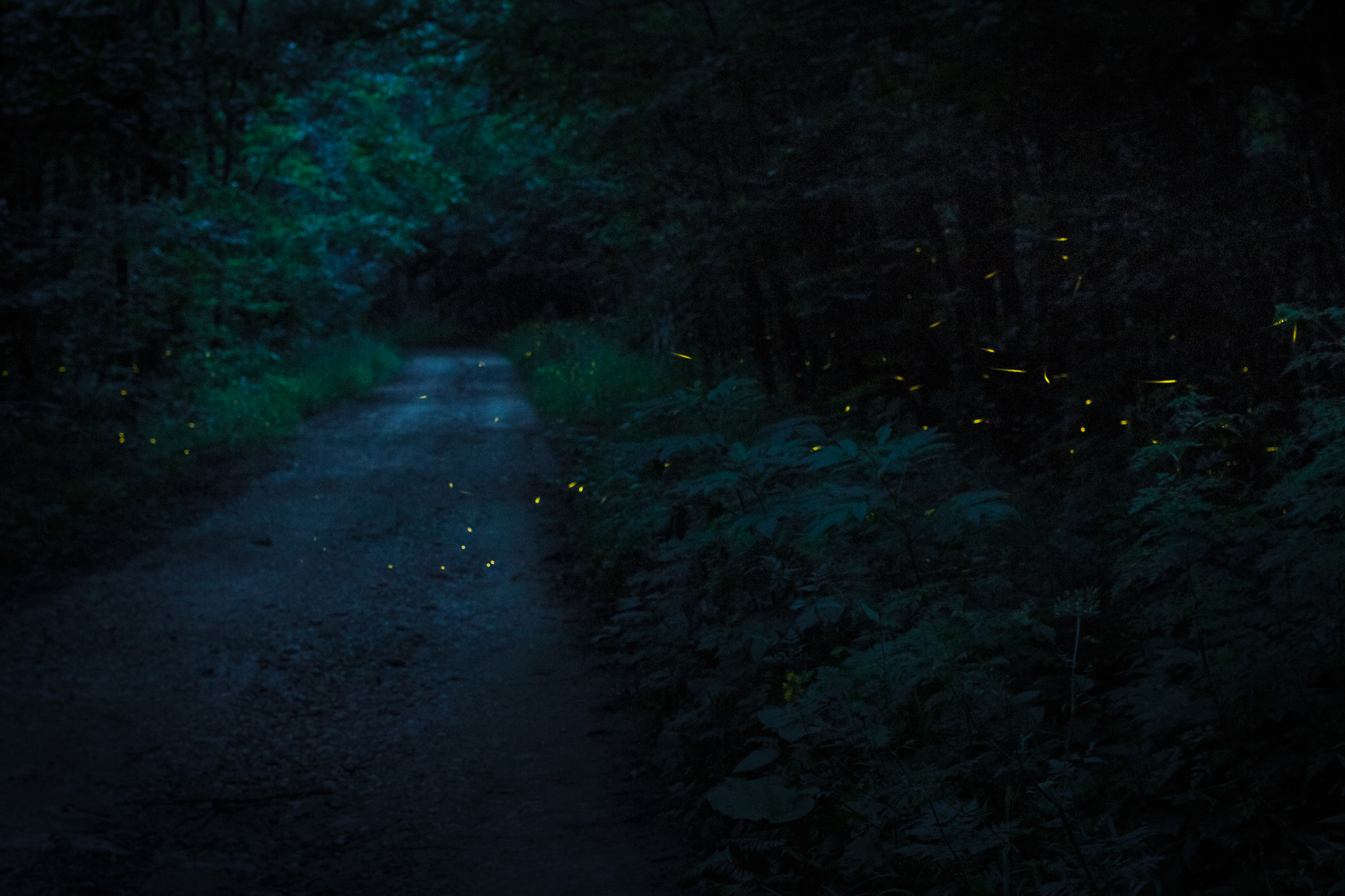 Canon EOS 70D + Canon EF 40mm F2.8 STM sample photo. Forest lanterns photography