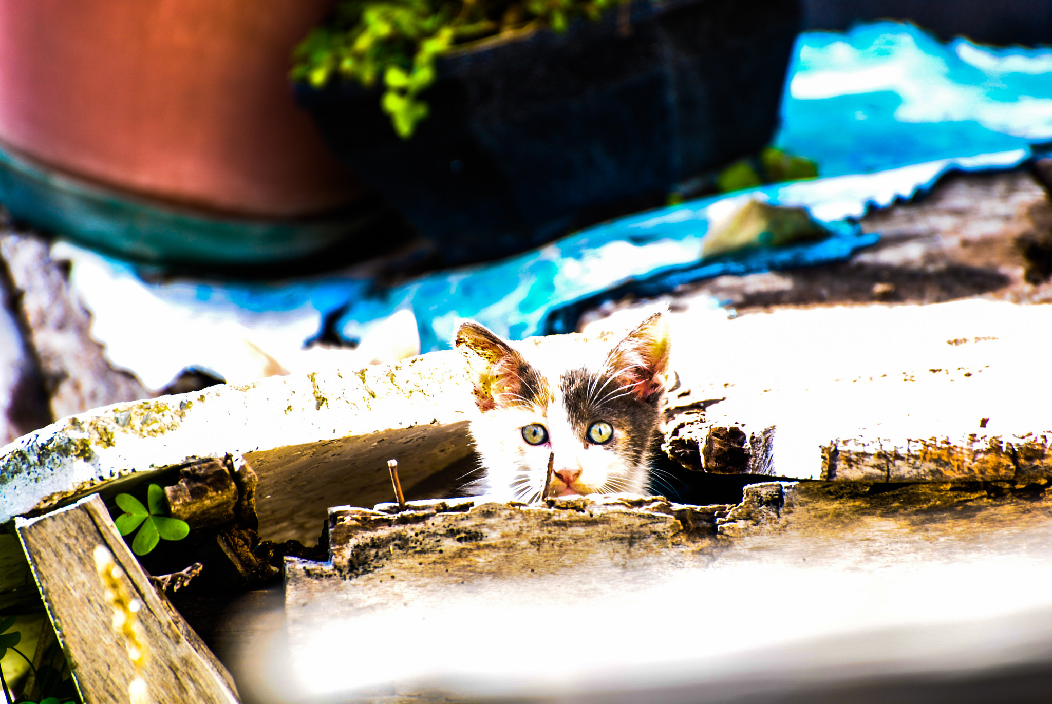 Nikon D3000 sample photo. Stray cat photography