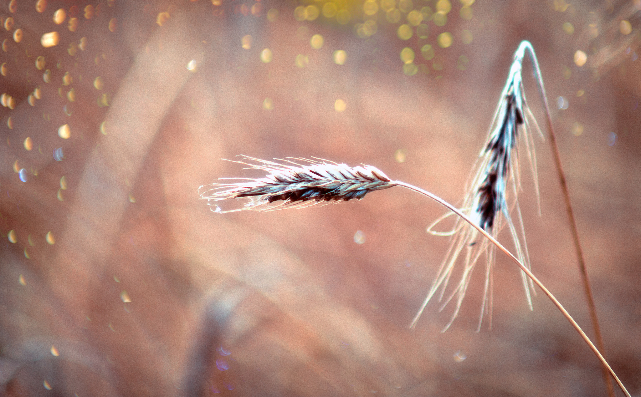 Tamron AF 70-300mm F4-5.6 LD Macro 1:2 sample photo. On the sunny side photography