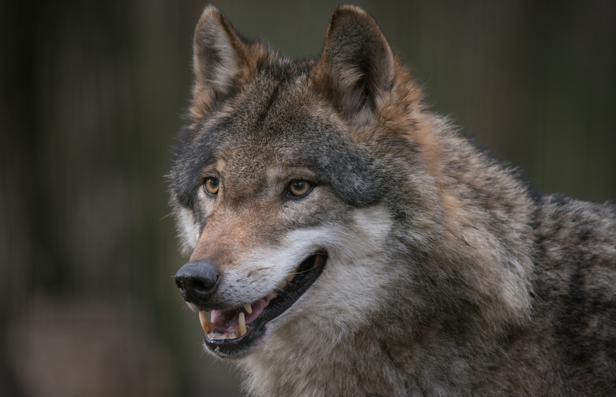 Nikon D750 + Sigma 150-500mm F5-6.3 DG OS HSM sample photo. Wolf at the wildlife park frankenhof photography