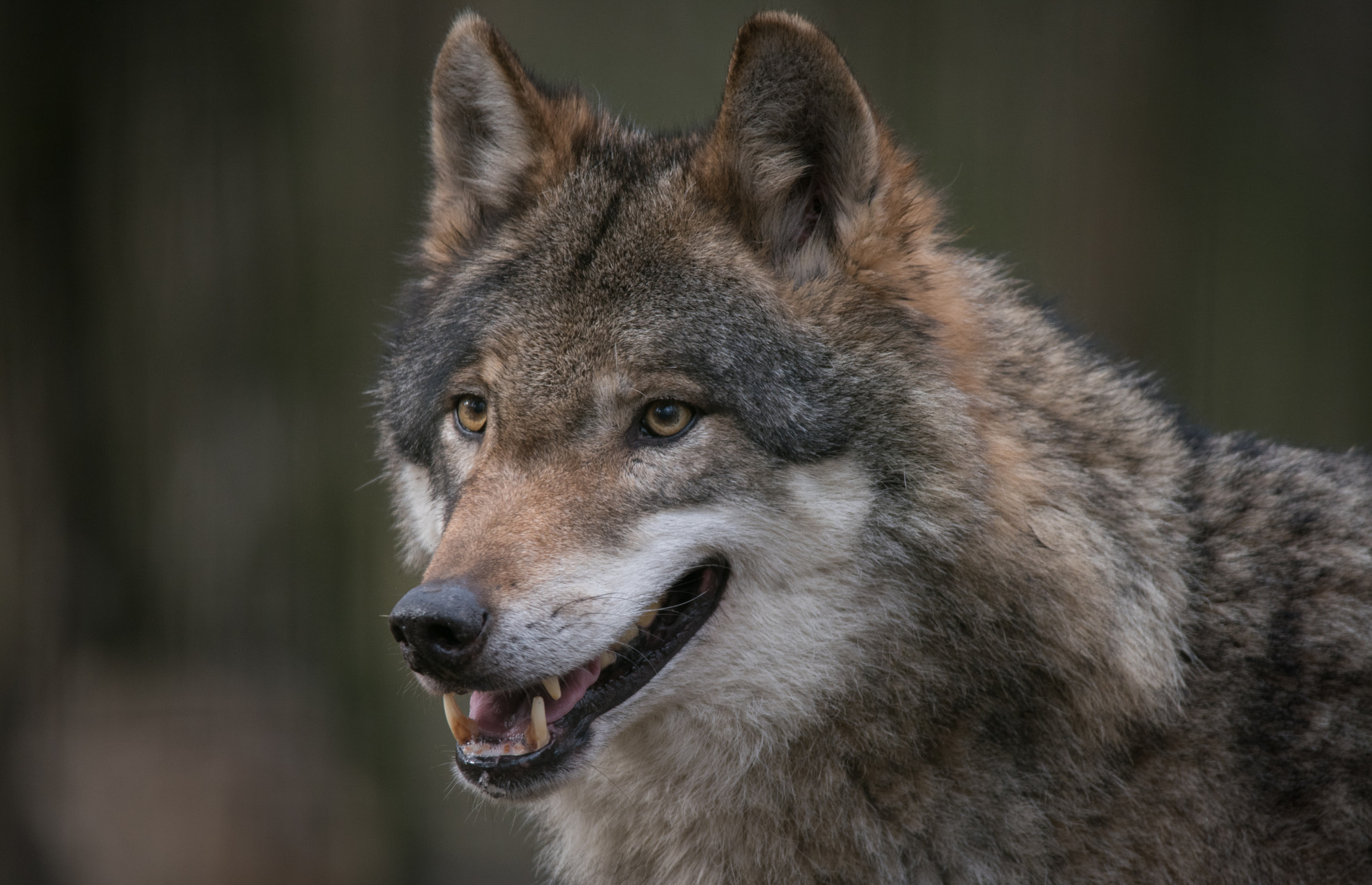Sigma 150-500mm F5-6.3 DG OS HSM sample photo. Wolf at the wildlife park frankenhof photography