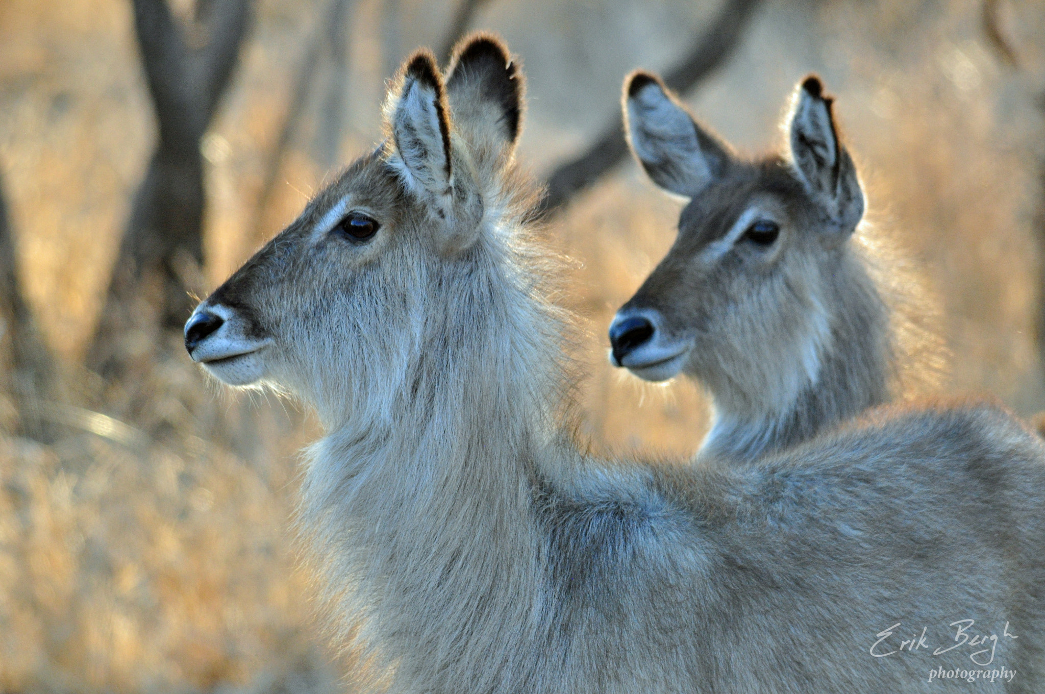 Nikon D5000 + Sigma 150-500mm F5-6.3 DG OS HSM sample photo. Waterbuck, kruger national park photography