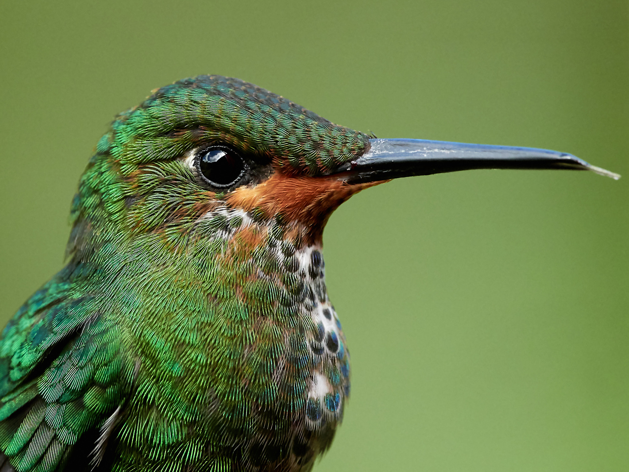 M.300mm F4.0 + MC-14 sample photo. Hummingbird photography