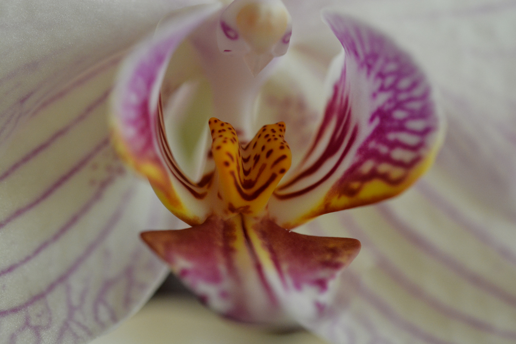 Nikon D7100 + Tamron SP 90mm F2.8 Di VC USD 1:1 Macro (F004) sample photo. Orchid flower photography