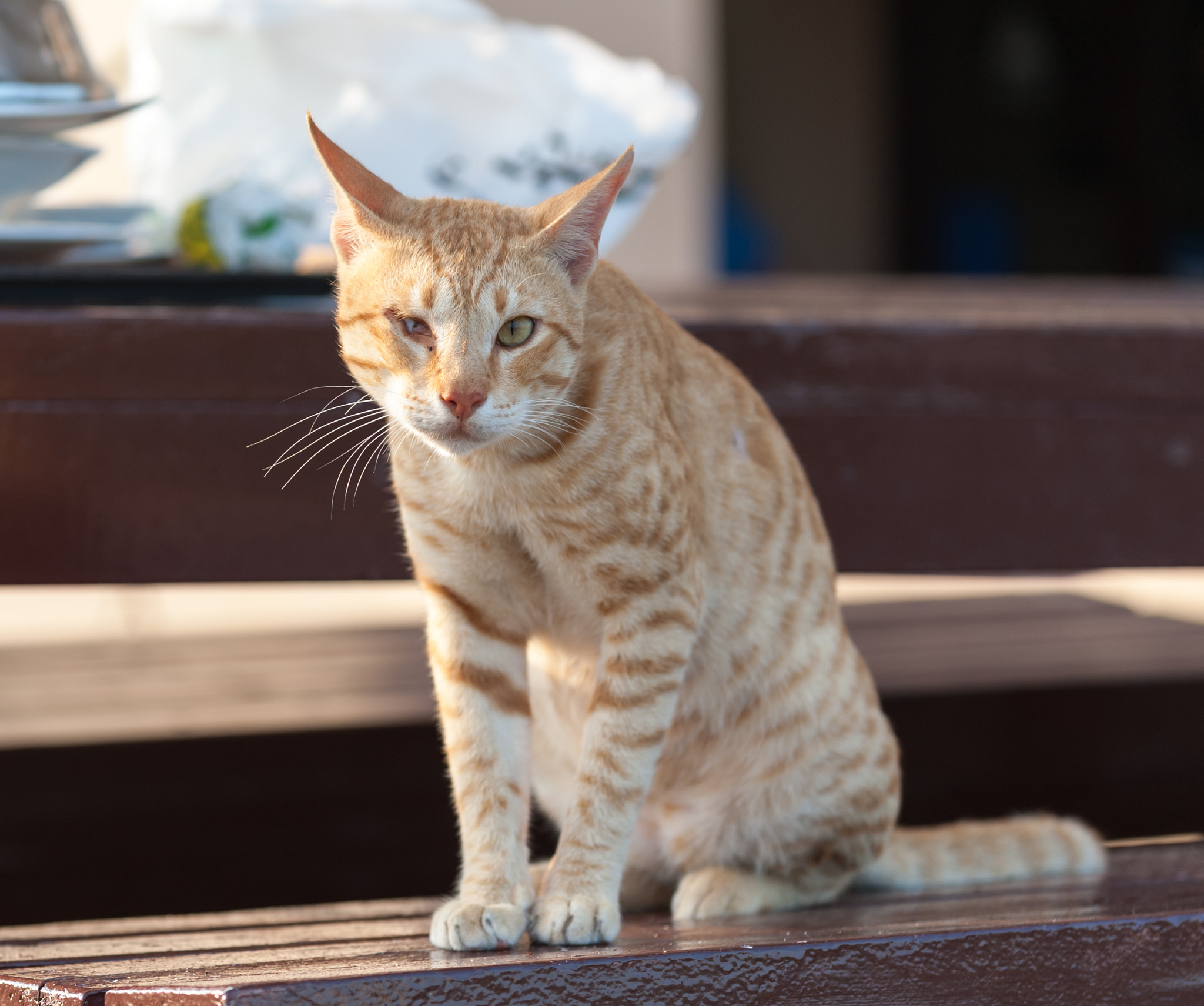 Nikon AF-S Nikkor 70-200mm F4G ED VR sample photo. Pirate cat photography