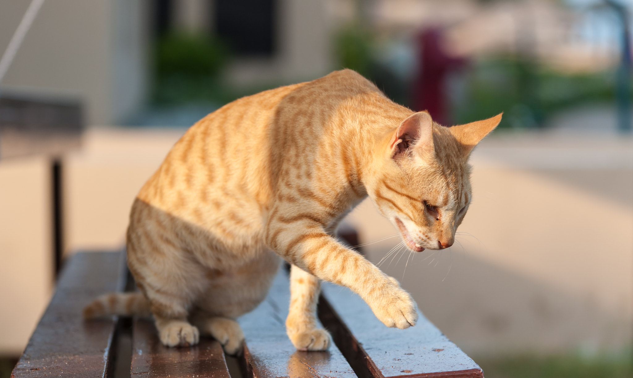 Nikon AF-S Nikkor 70-200mm F4G ED VR sample photo. Pirate cat photography