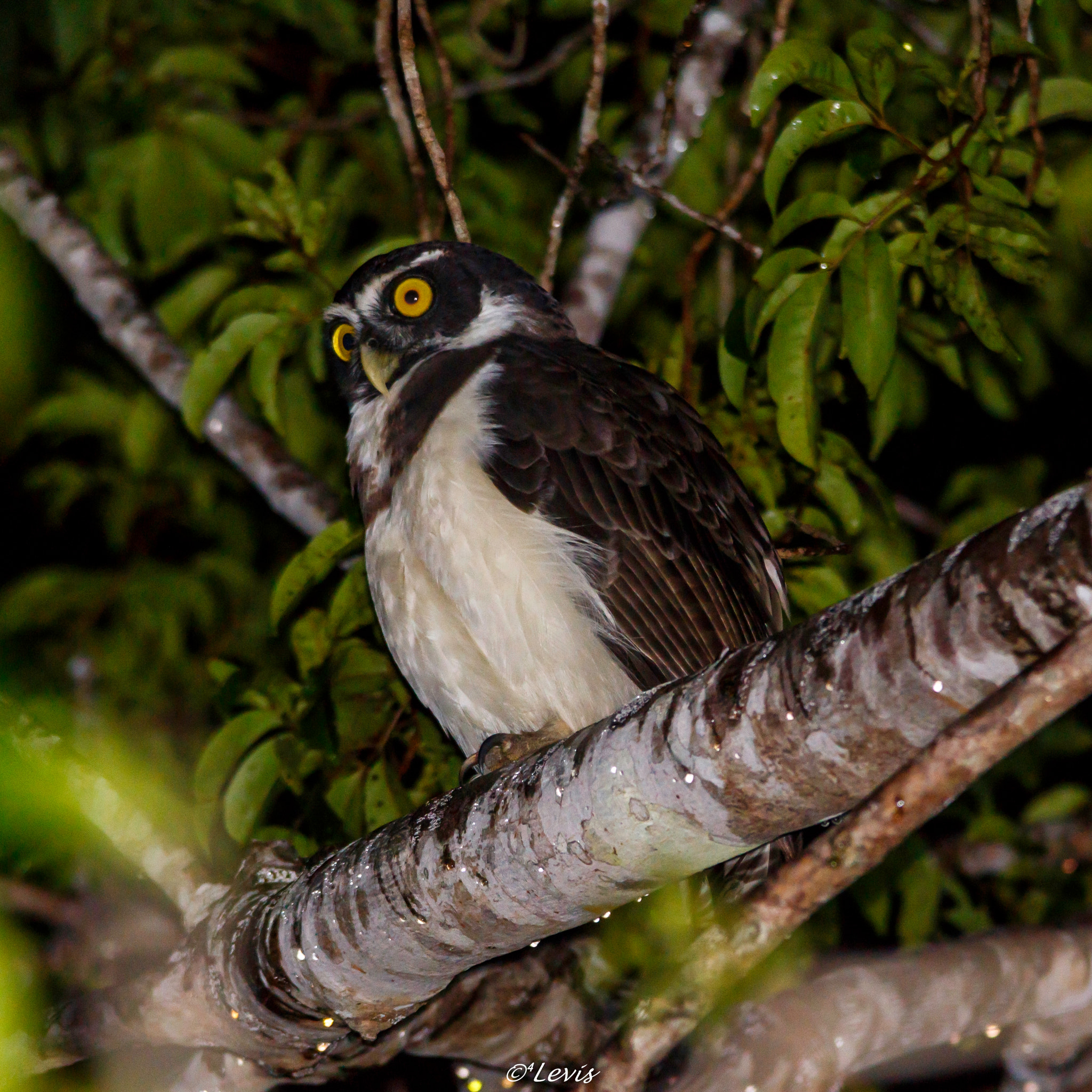 Sigma 150-500mm F5-6.3 DG OS HSM sample photo. Murucututu photography