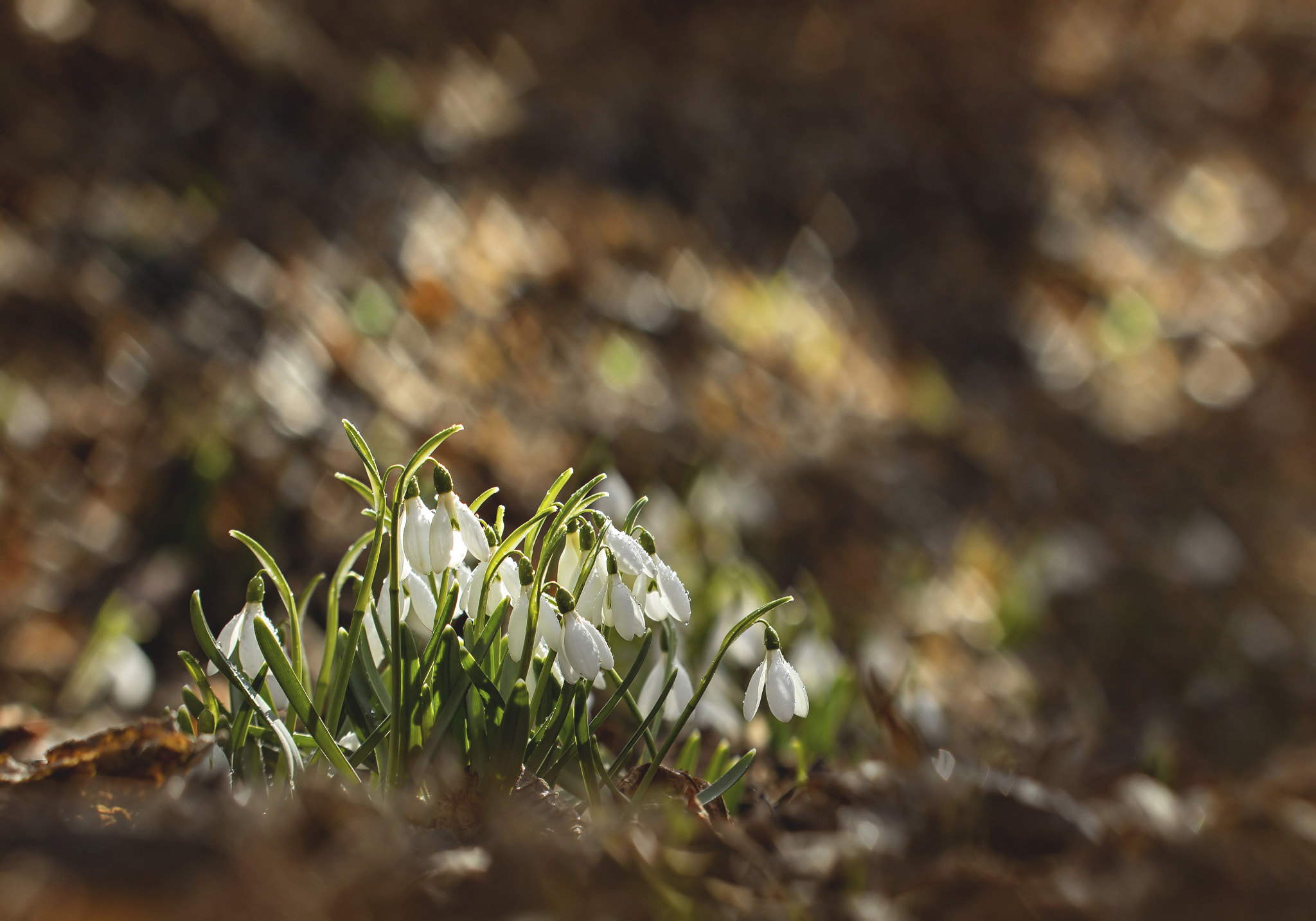 Canon EF 100mm F2.8 Macro USM sample photo. Morning light photography