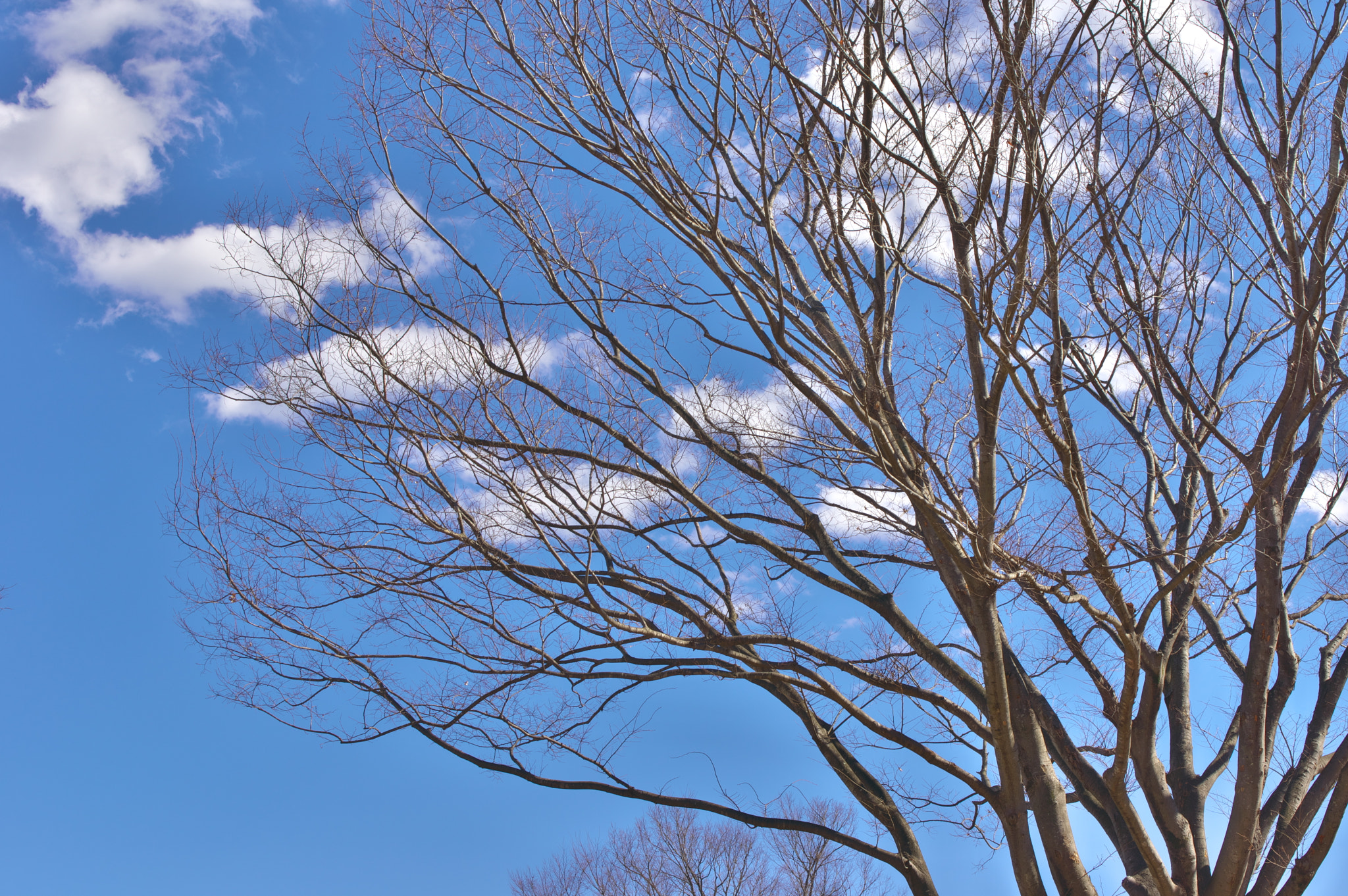 Pentax smc FA 31mm F1.8 AL Limited sample photo. Tokyo sky..... photography