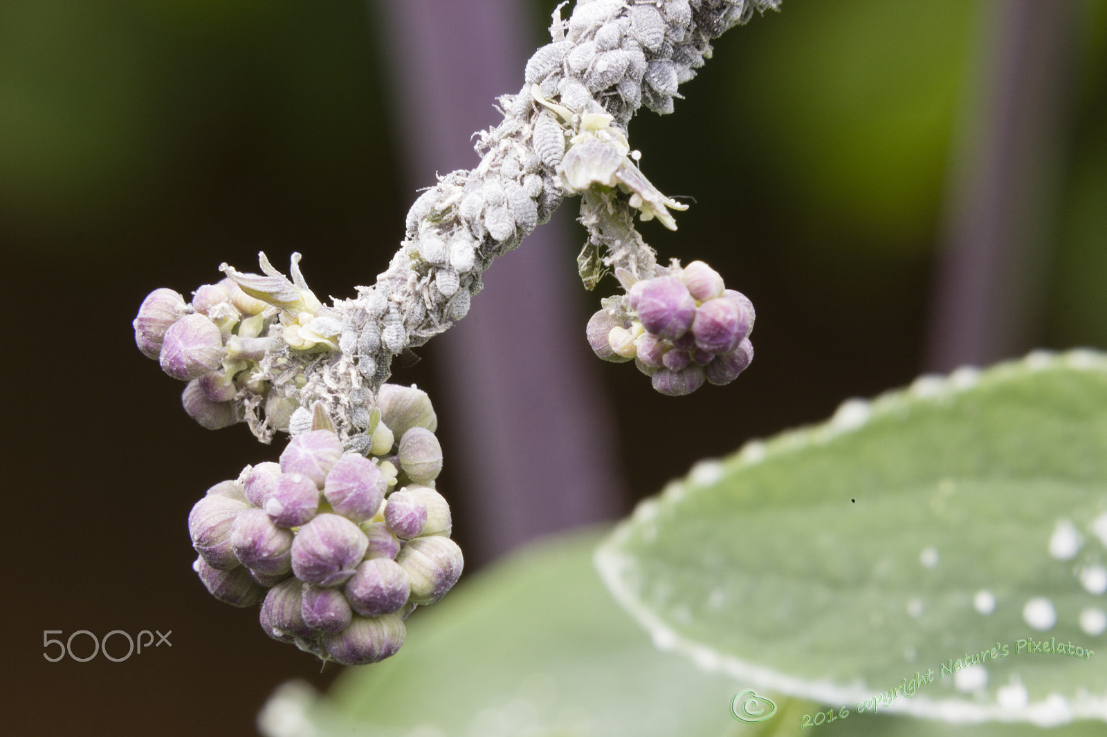 Canon EF 100mm F2.8 Macro USM sample photo. Open wide ! photography